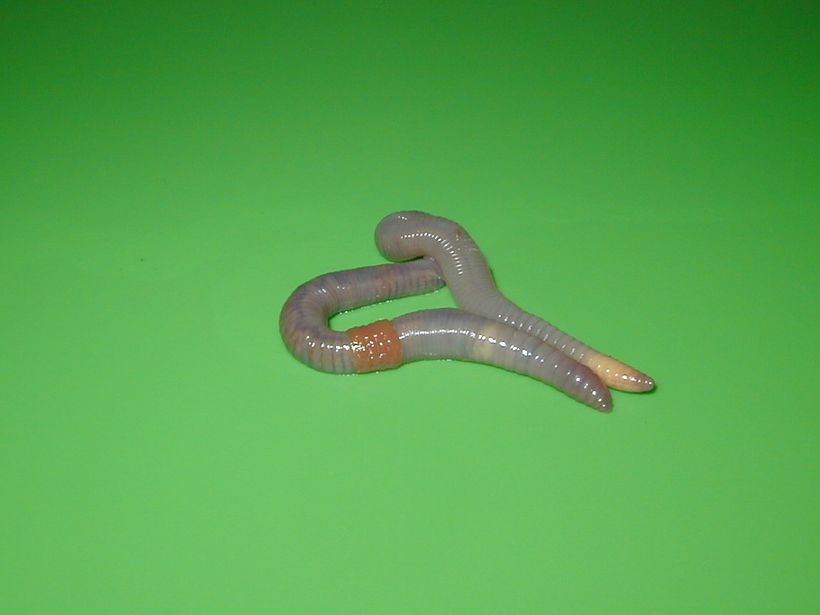 octolasion_cyaneum2md