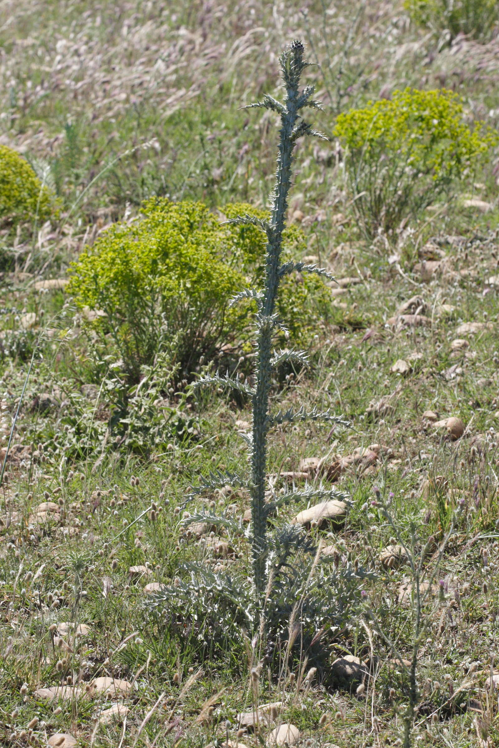 Afficher le média onopordum_illyricum1md onopordum_illyricum1md