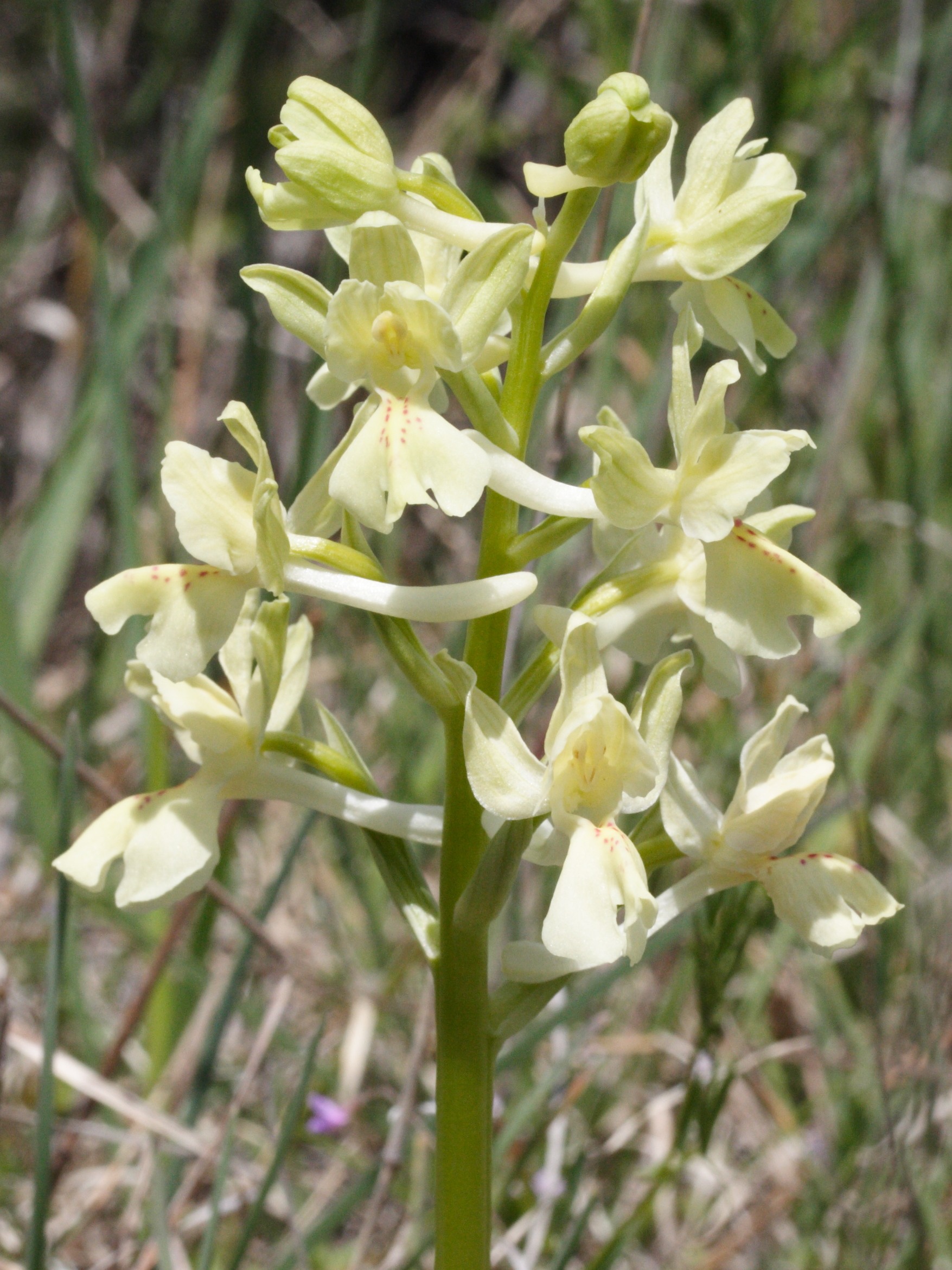 orchis_provincialis4md