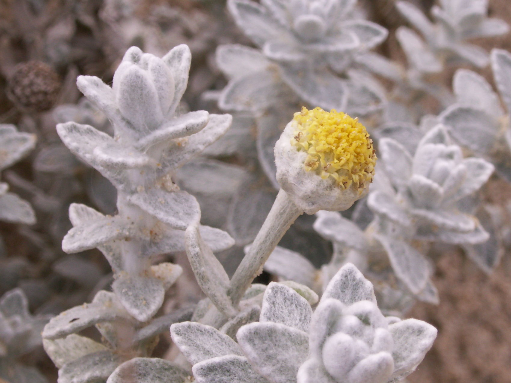 Afficher le média otanthus_maritimus4bd otanthus_maritimus4bd