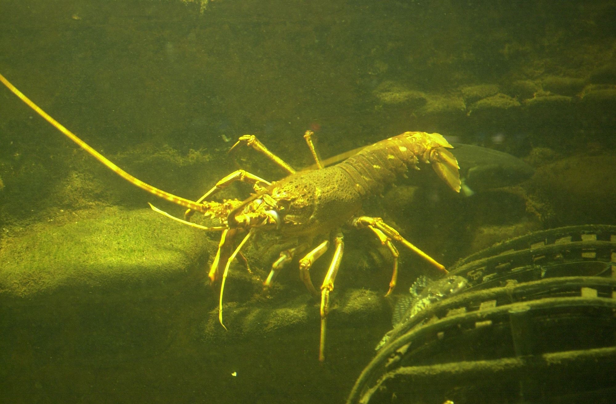 palinurus_elephas1md