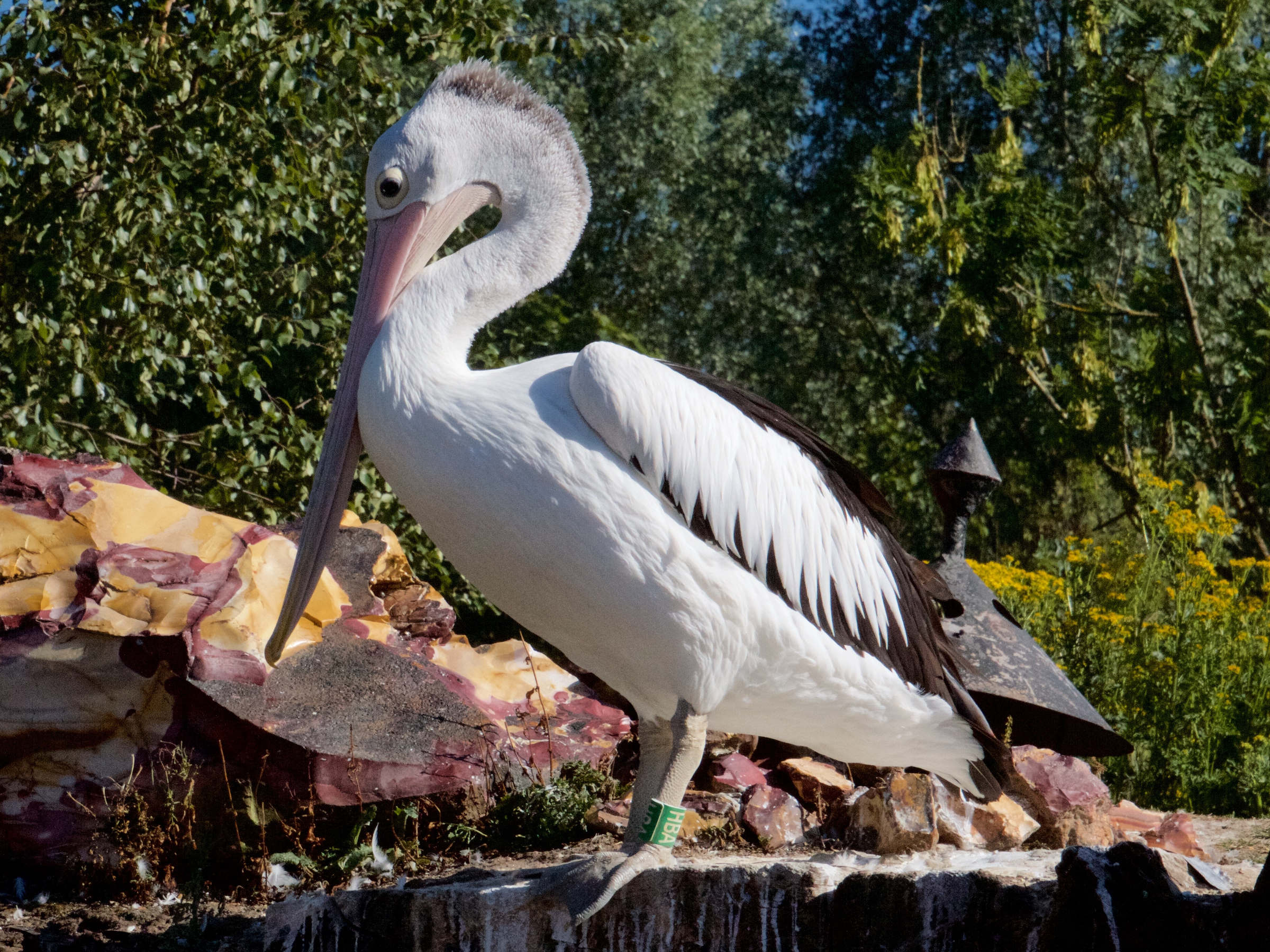 pelican_a_lunettes_-_pelecanus_conspicillatus2md