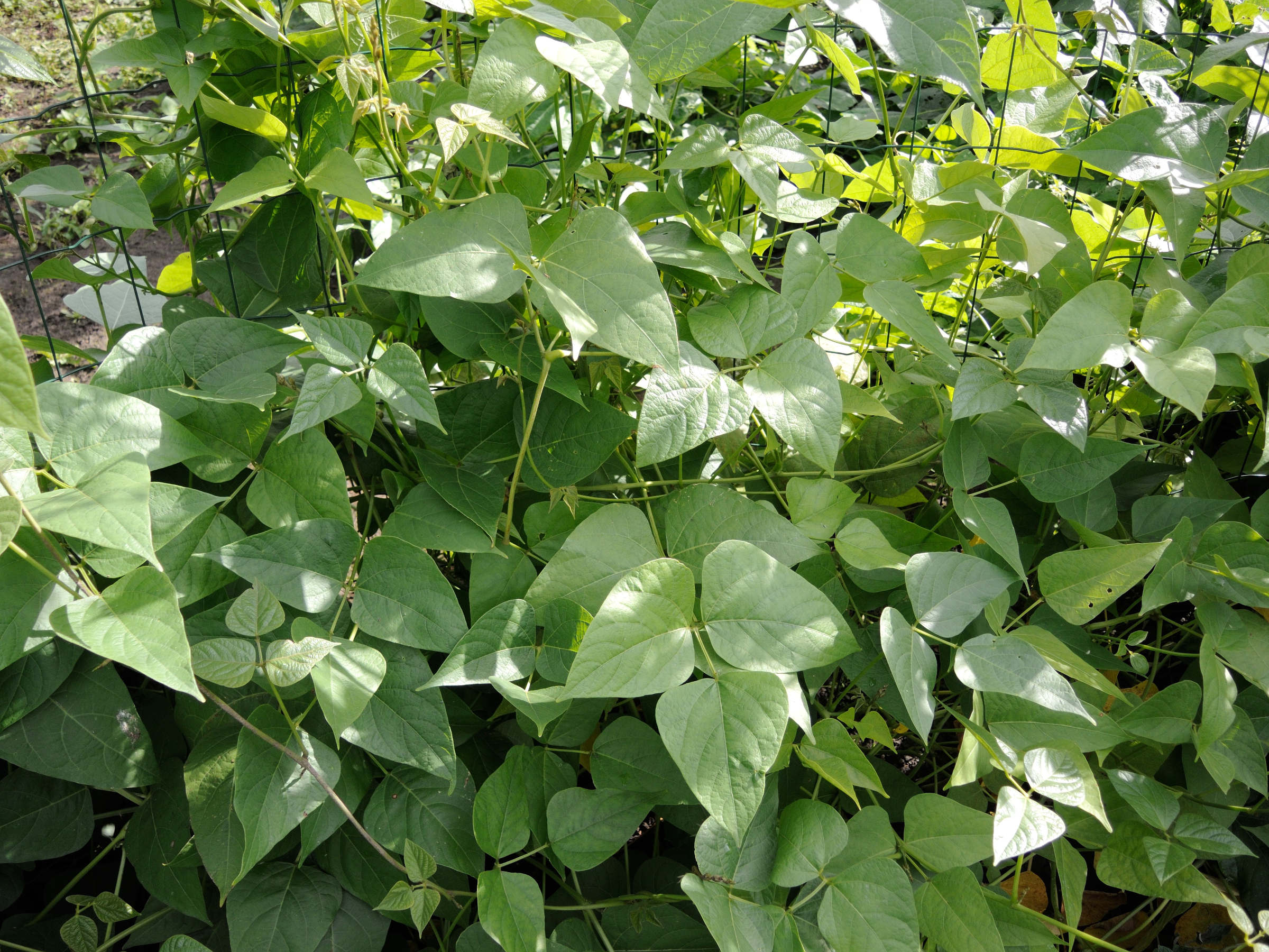 phaseolus_lunatus1md