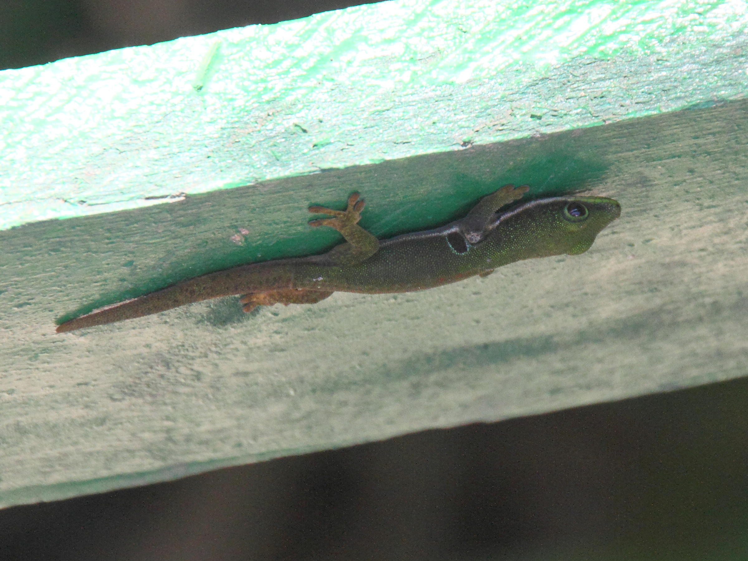 phelsuma_quadriocellata2md