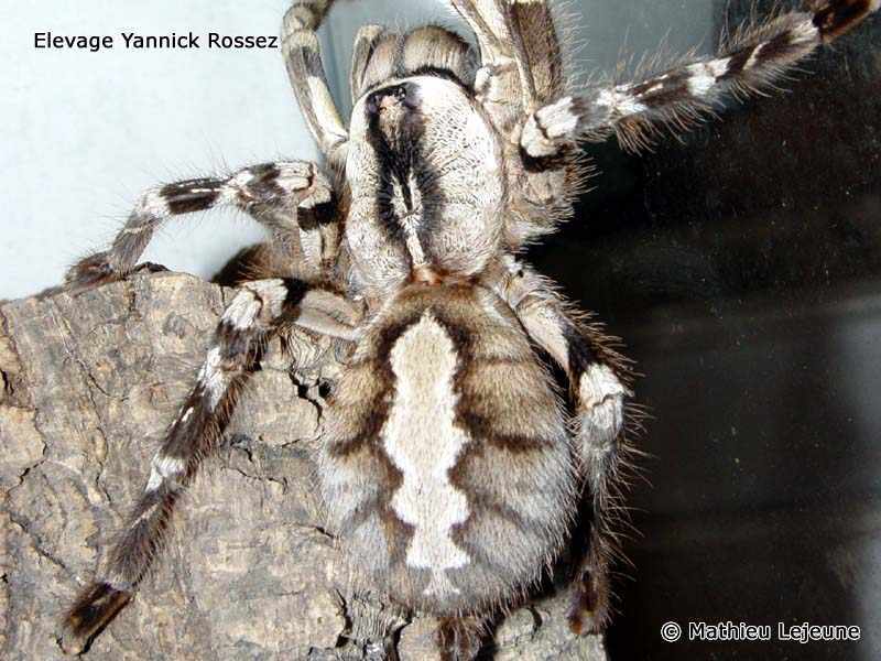 poecilotheria_regalis3ml