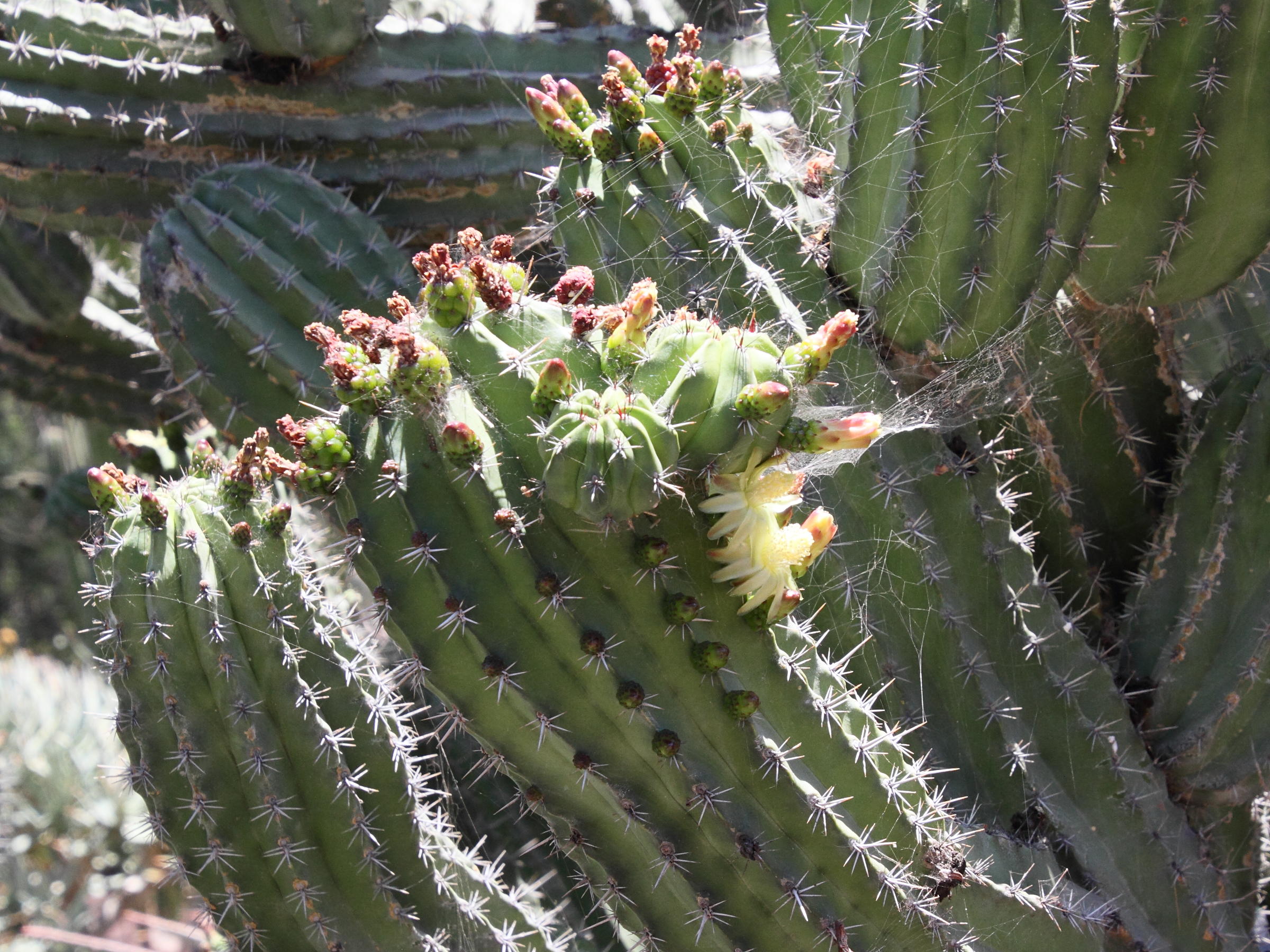 polaskia_chichipe2md