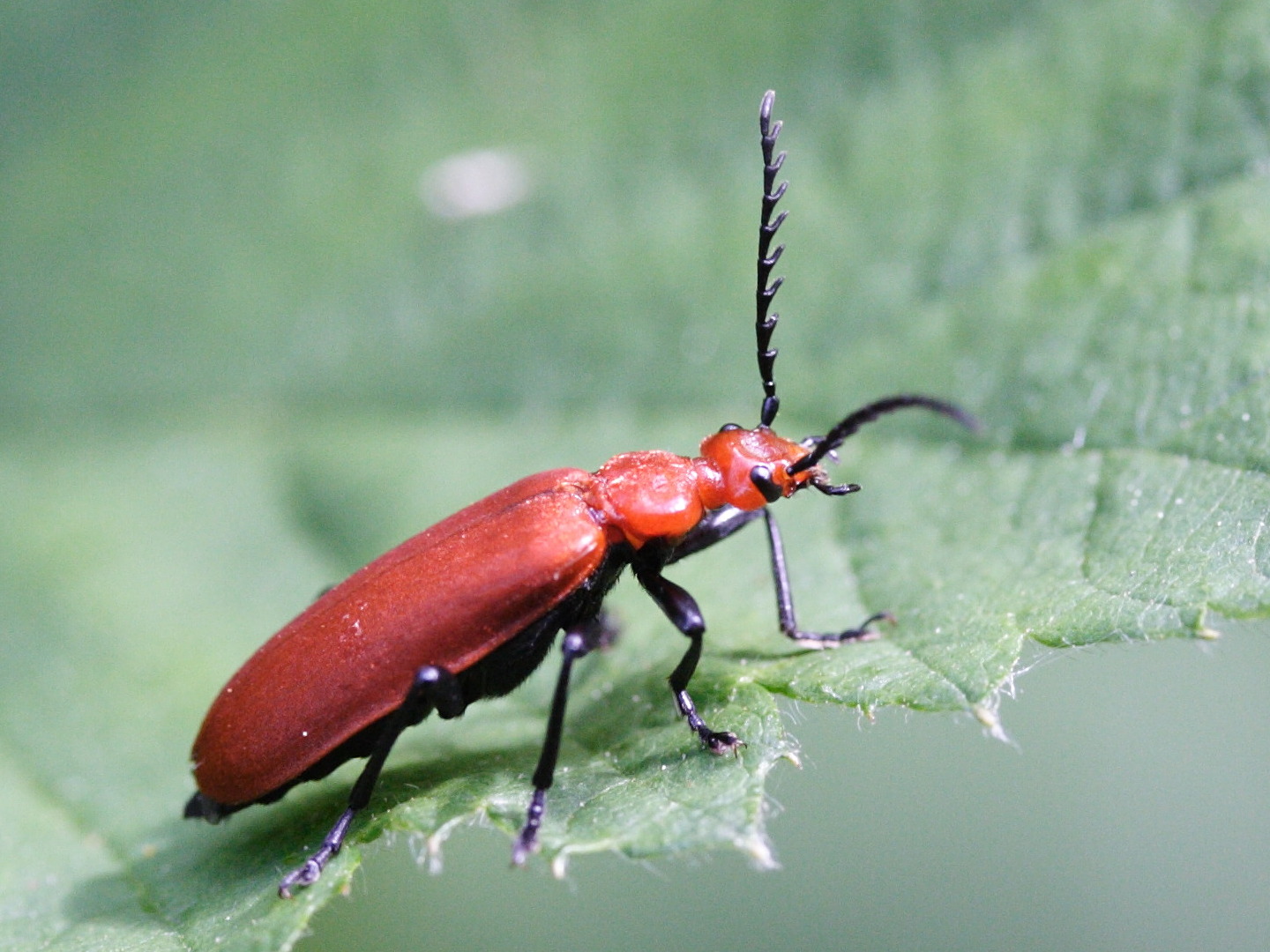 pyrochroa_serraticornis4md