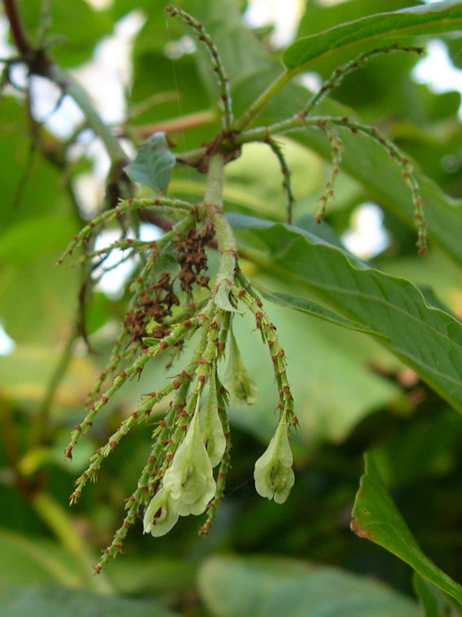 reynoutria_x_bohemica4md