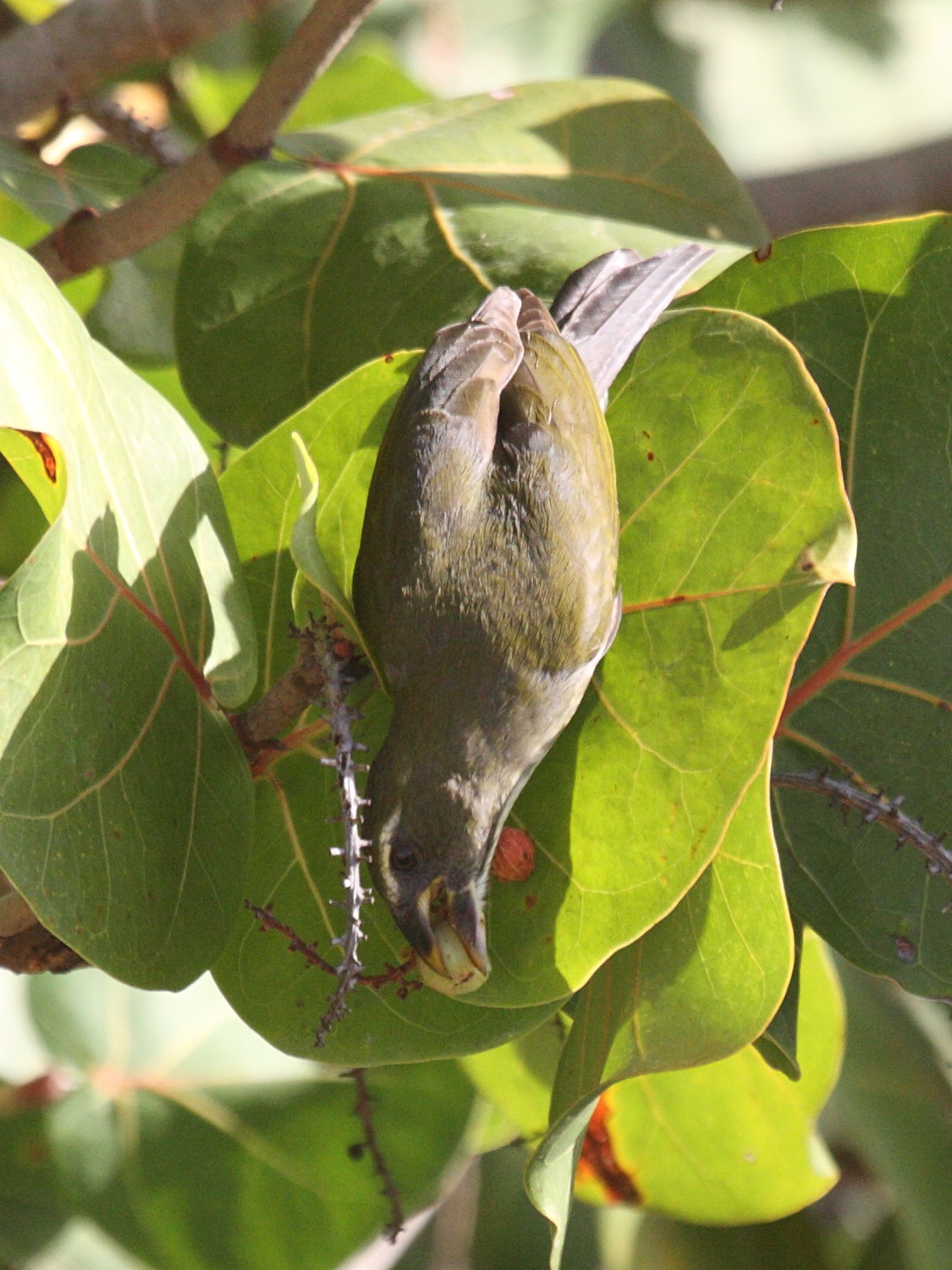 saltator_gros_bec_-_saltator_albicollis1bd