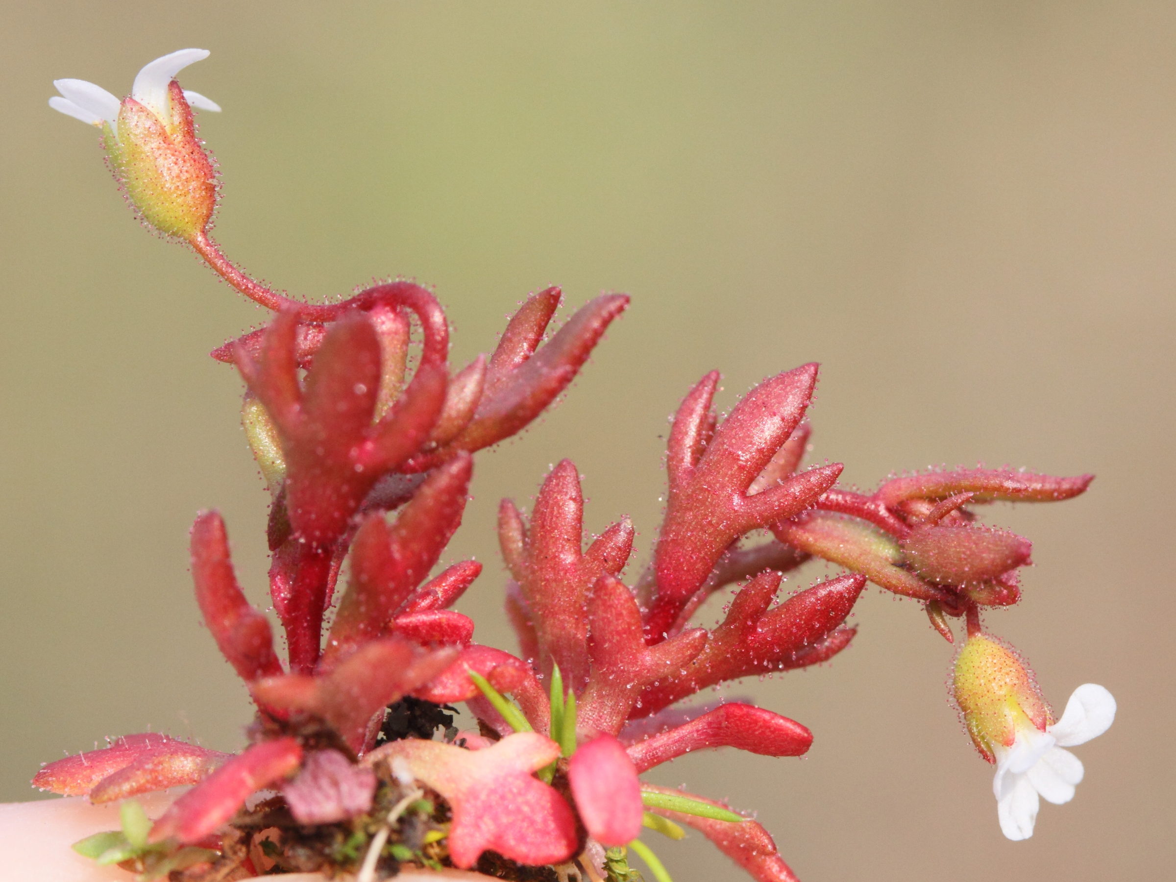 saxifraga_tridactylites6md