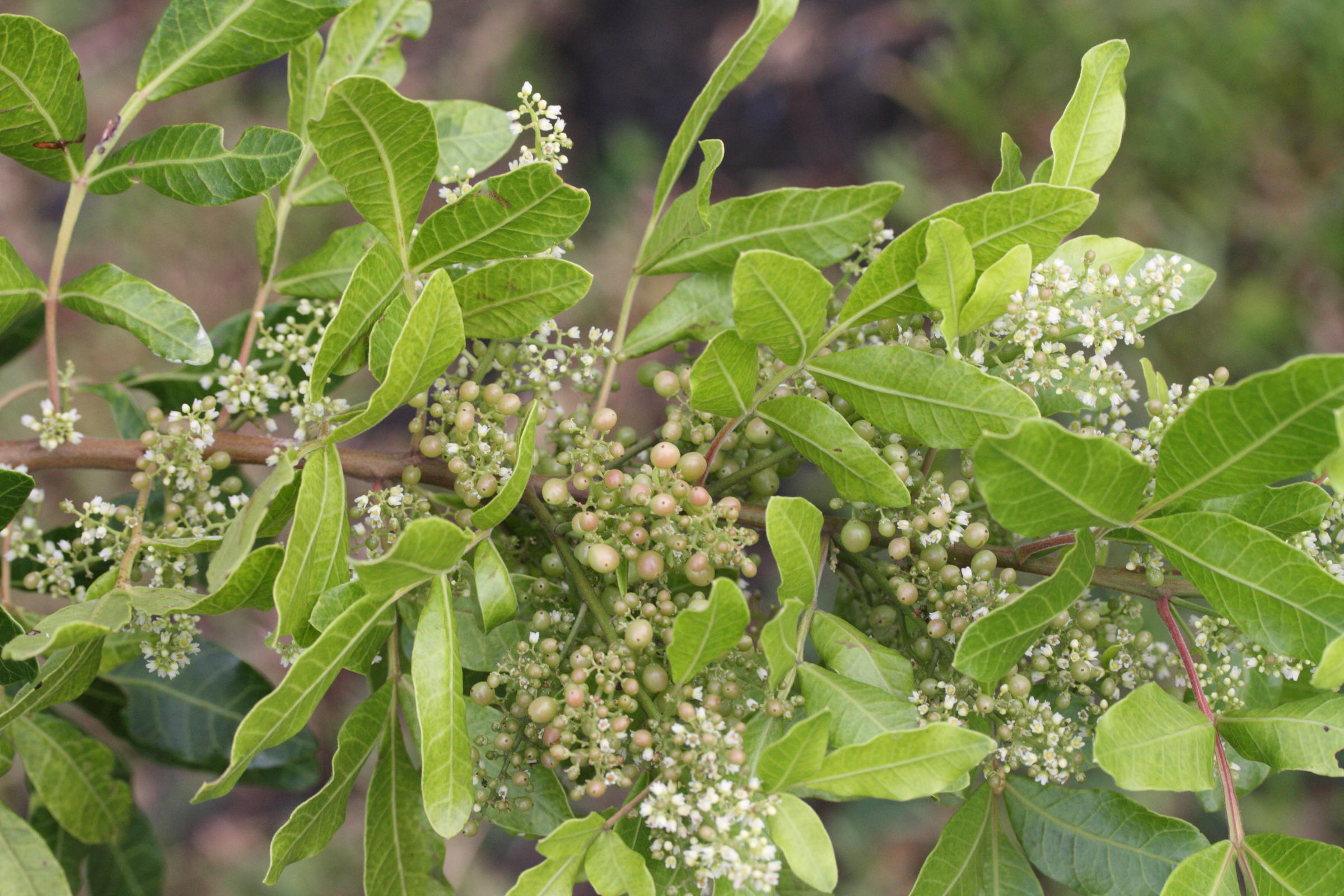 schinus_terebinthifolius3md