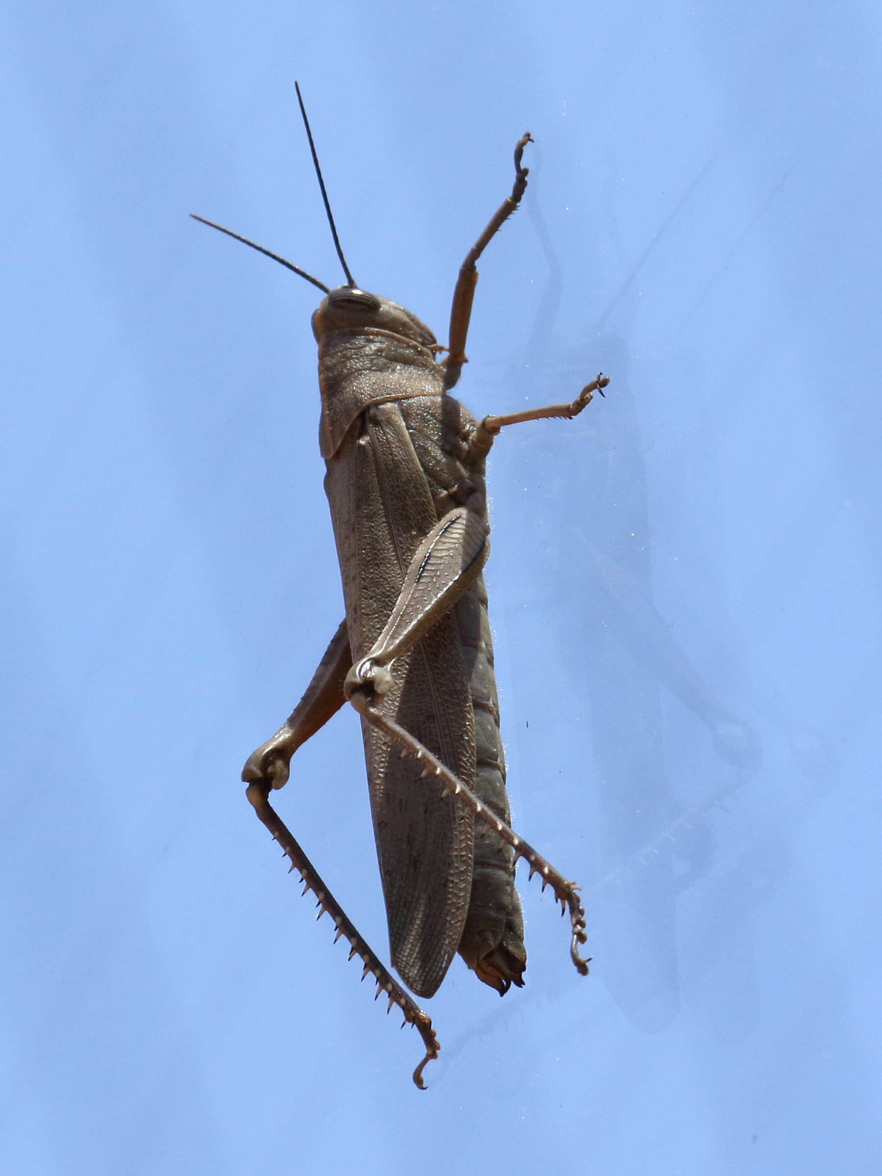 schistocerca_gregaria3bd