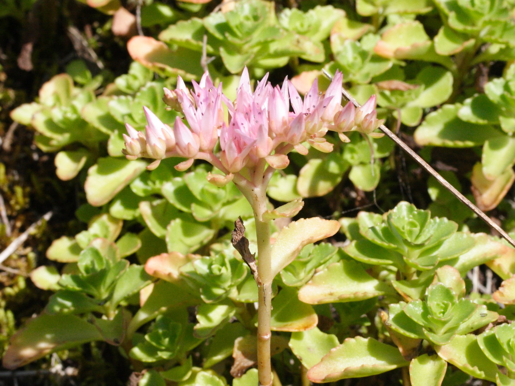 sedum_spurium1md