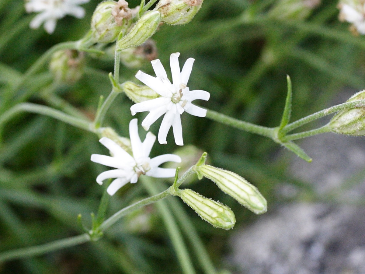 silene_ciliata2md