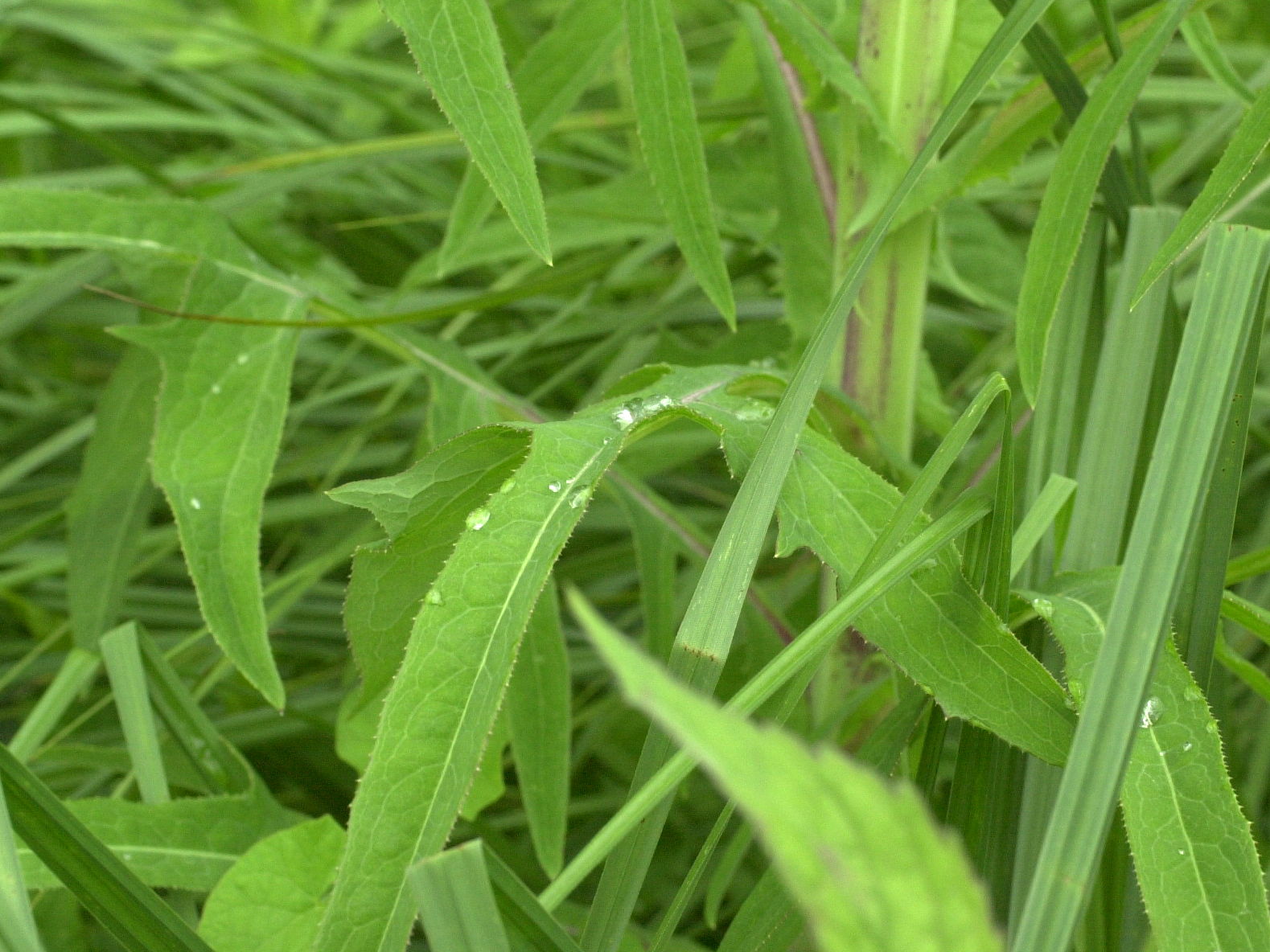 sonchus_palustris2bd
