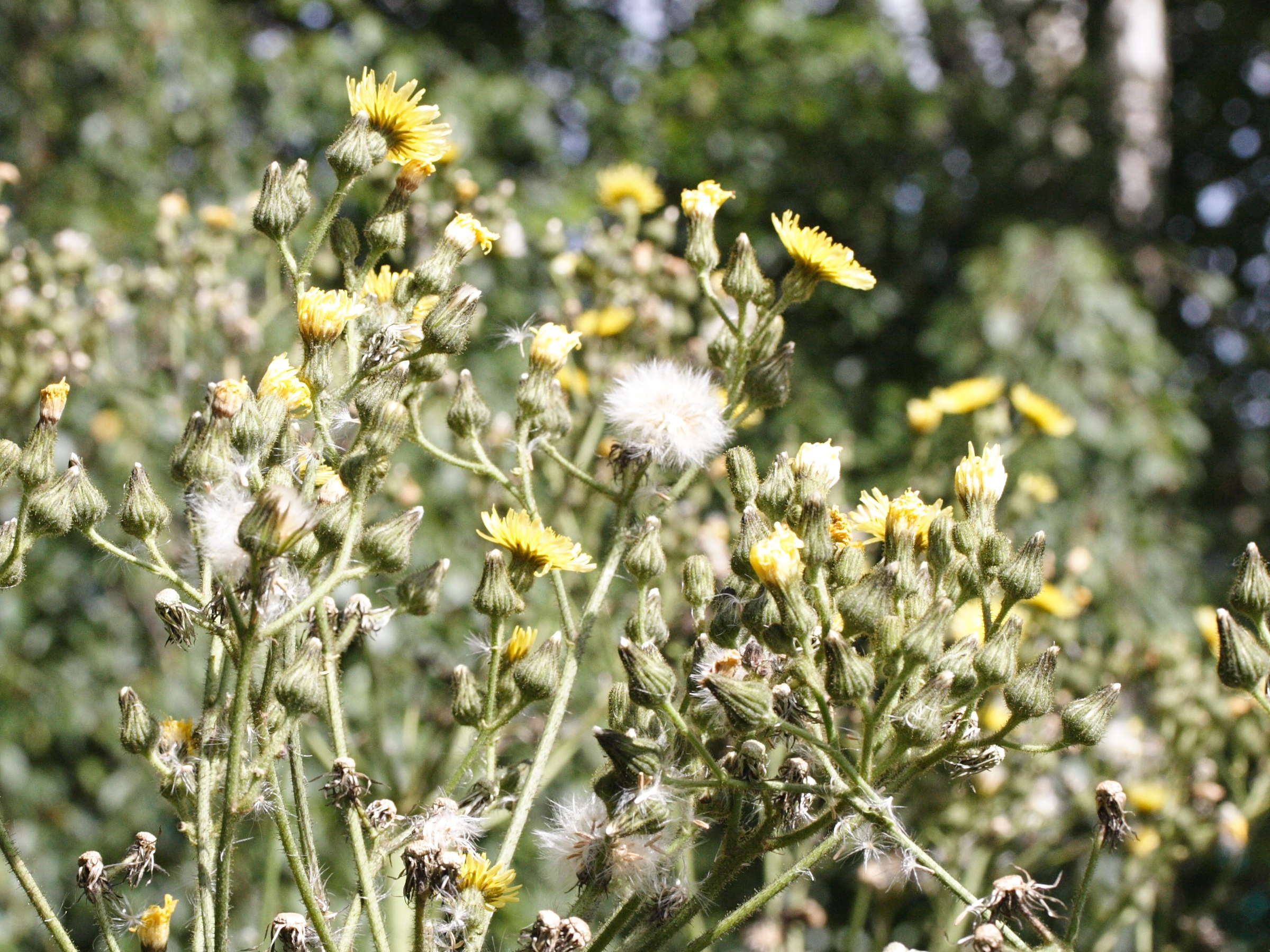 sonchus_palustris3md