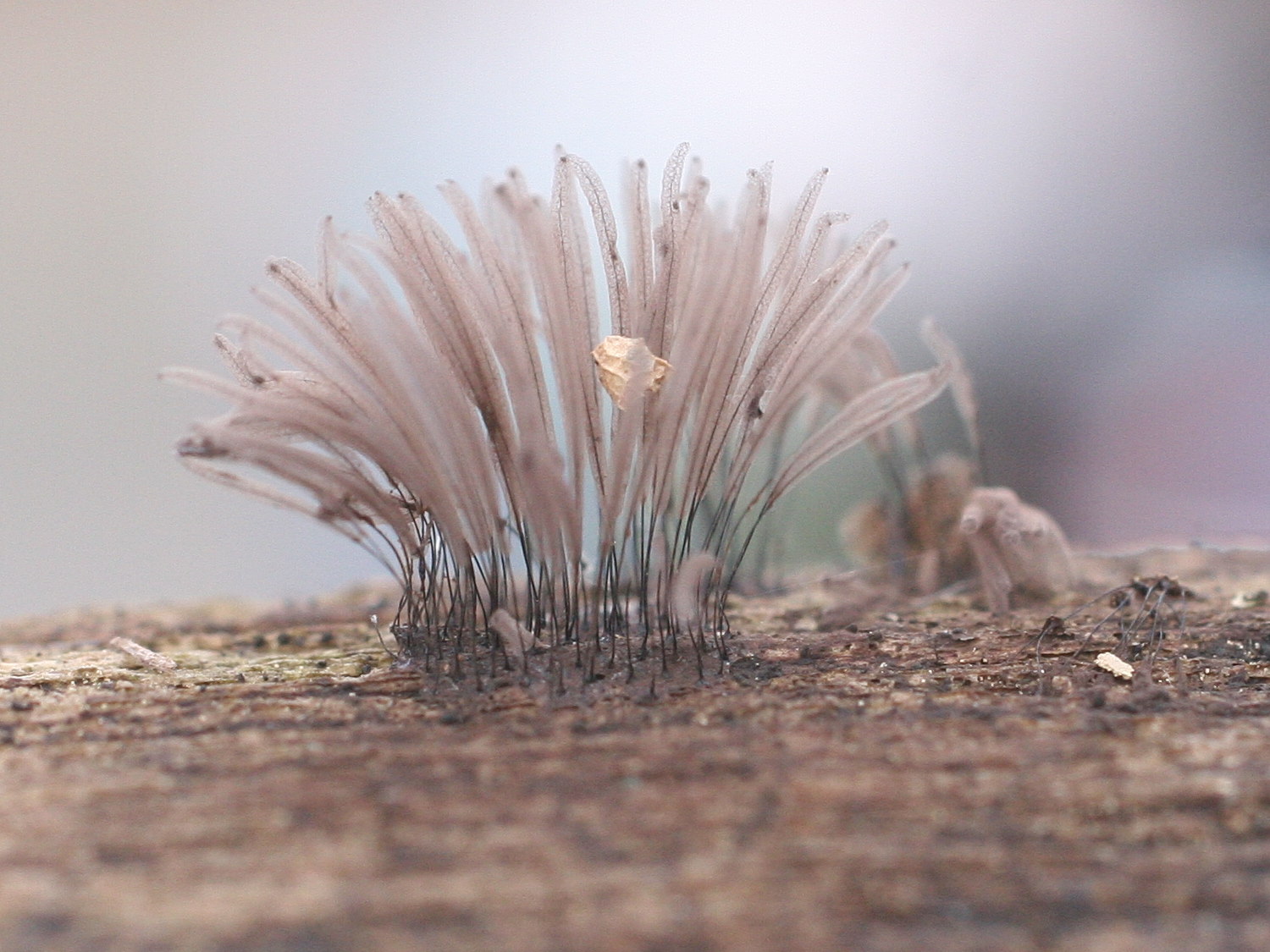 stemonitis_axifera1md