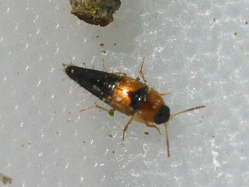 tachyporus_formosus1md