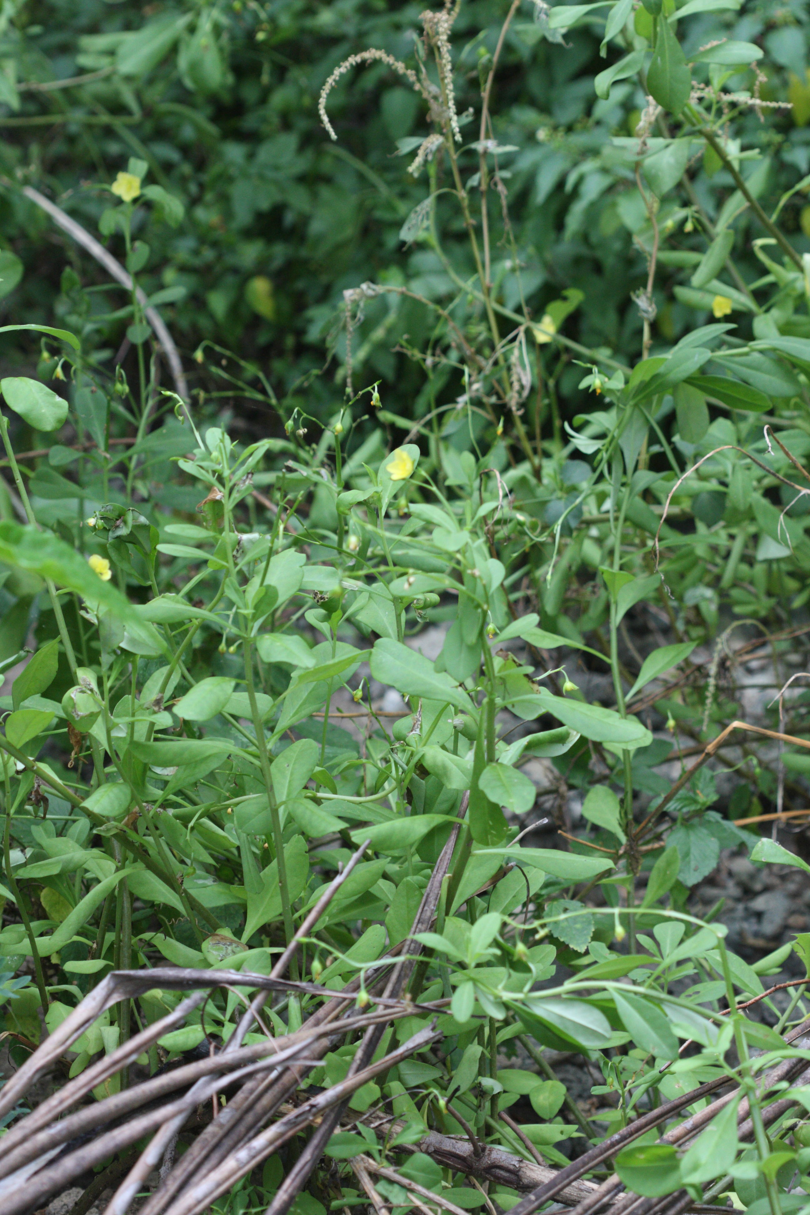 talinum_fruticosum1md