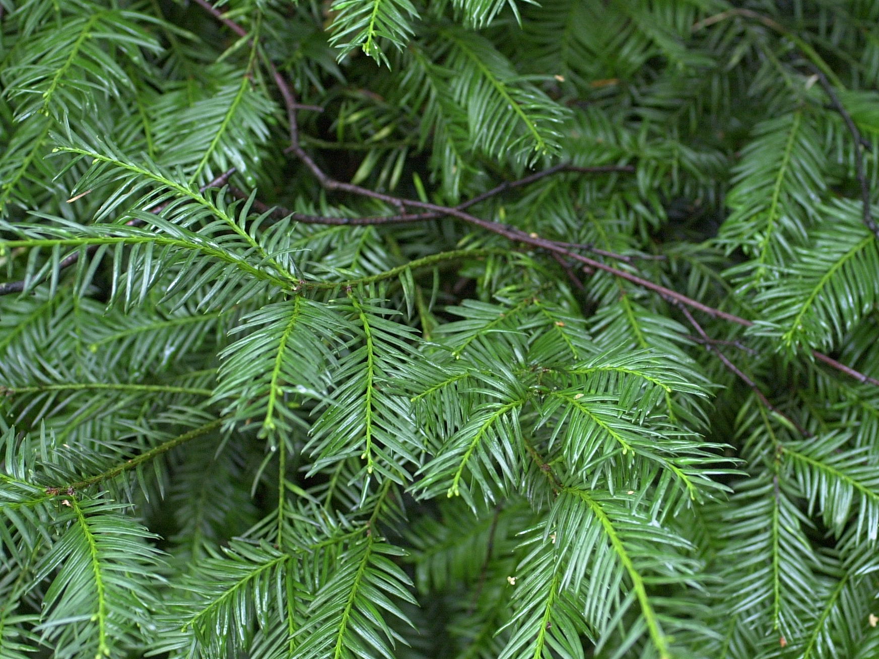 taxus_baccata2md
