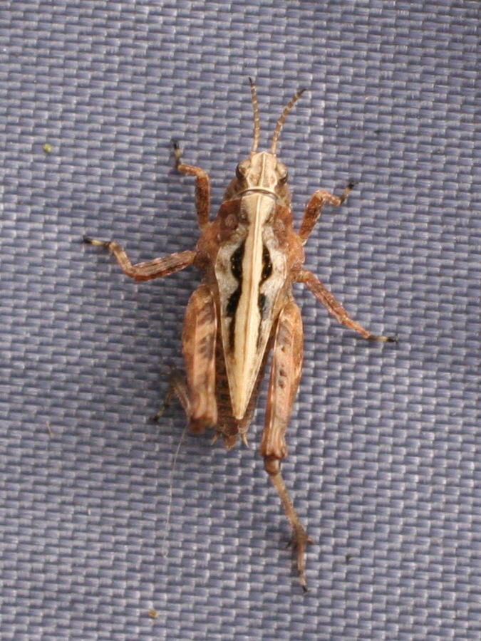 tetrix_bipunctata1md