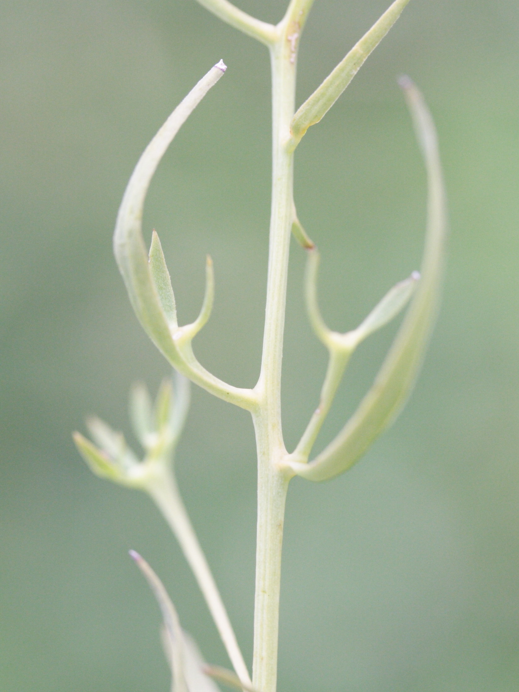 thesium_pyrenaicum2md