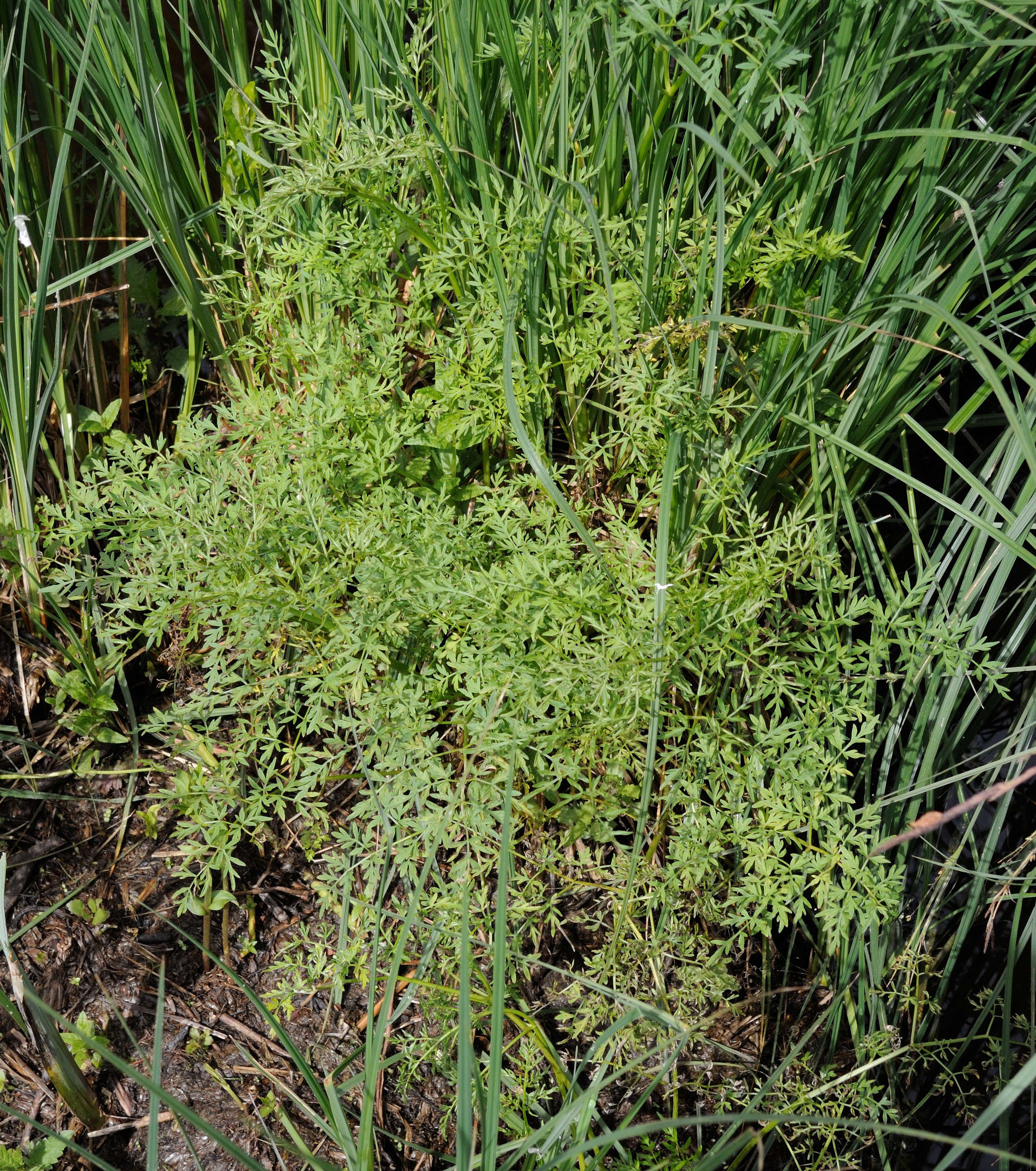 Afficher le média Thysselinum_palustre Thysselinum_palustre