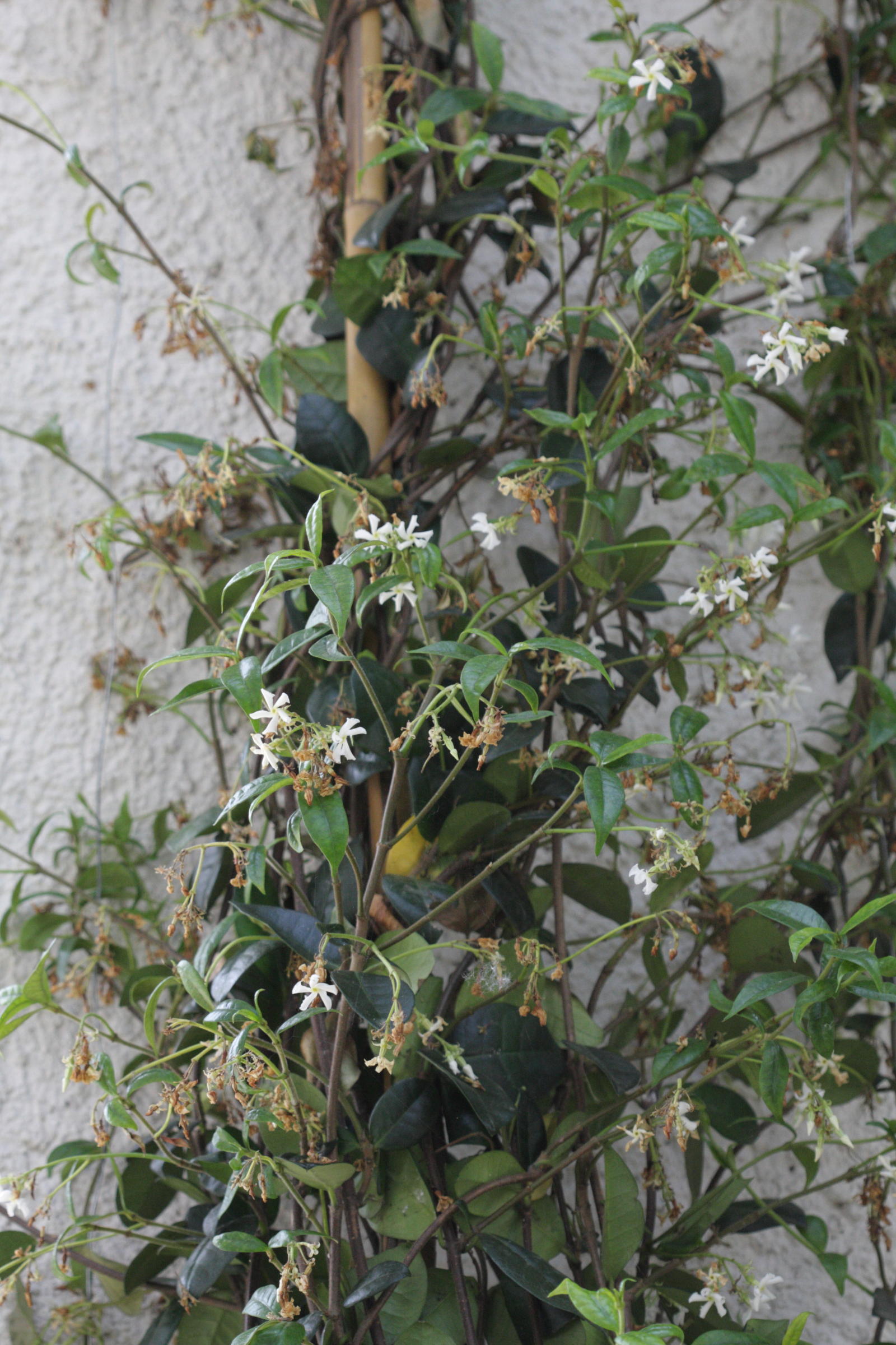 trachelospermum_jasminoides2bd