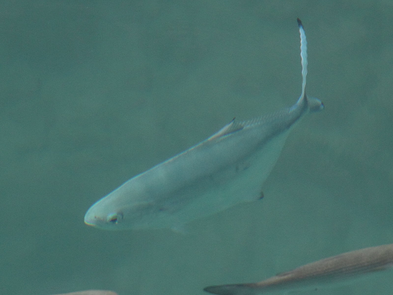 trachynotus_ovatus2md