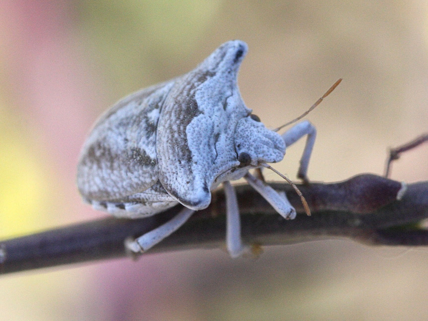 ventocoris_achivus2md