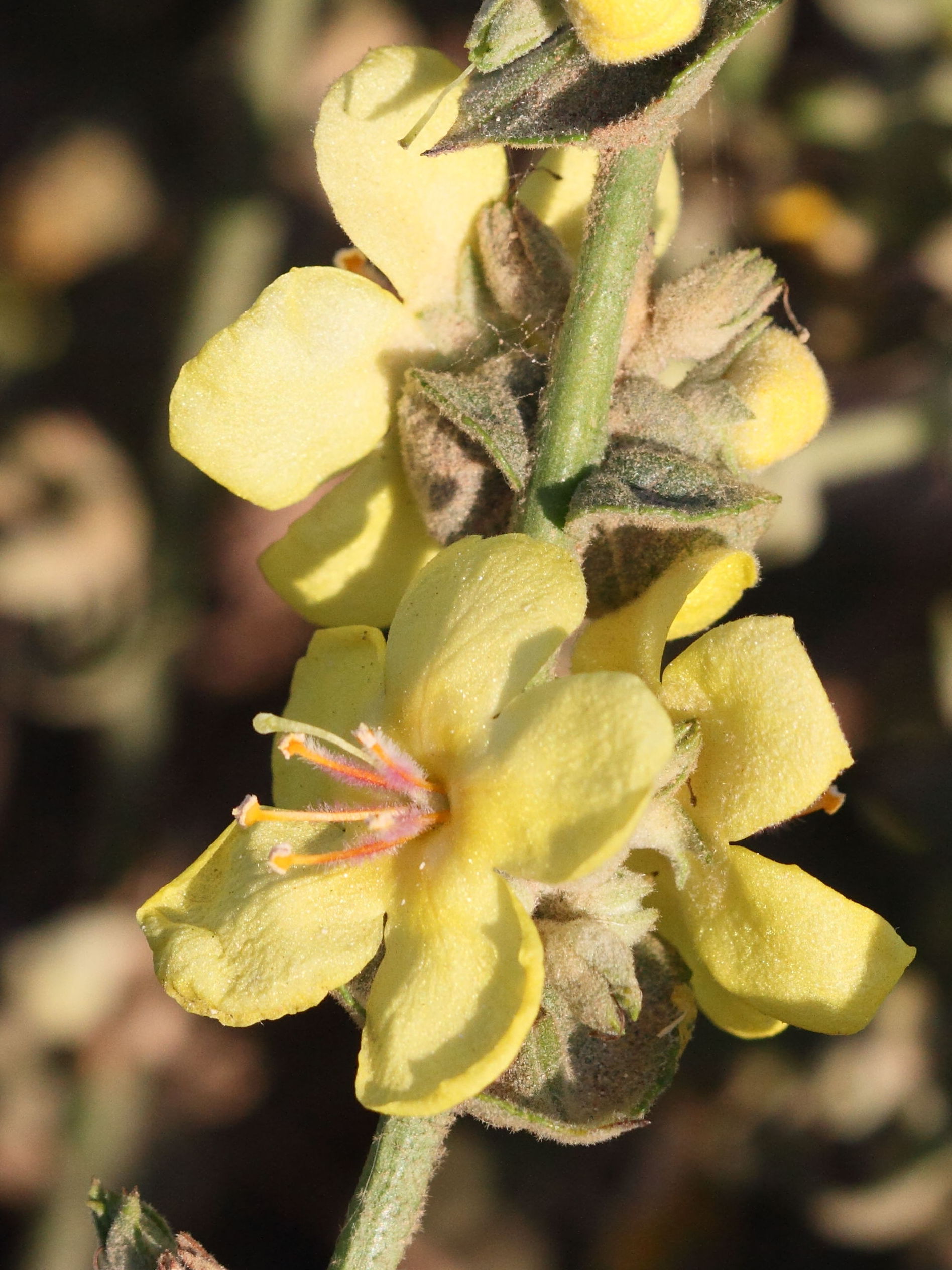 verbascum_sinuatum3bbd