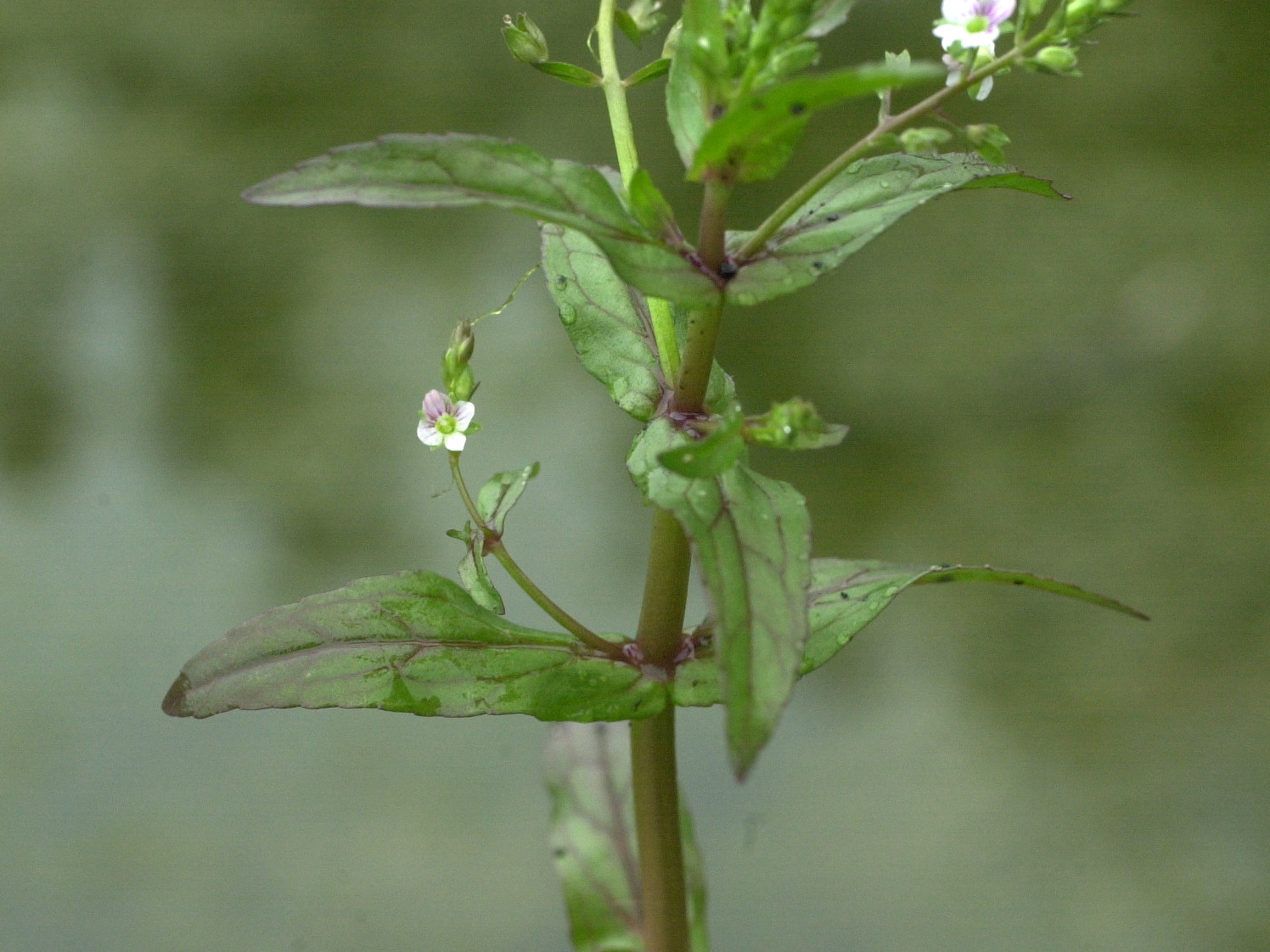 Afficher le média veronica_anagallis-aquatica5md veronica_anagallis-aquatica5md