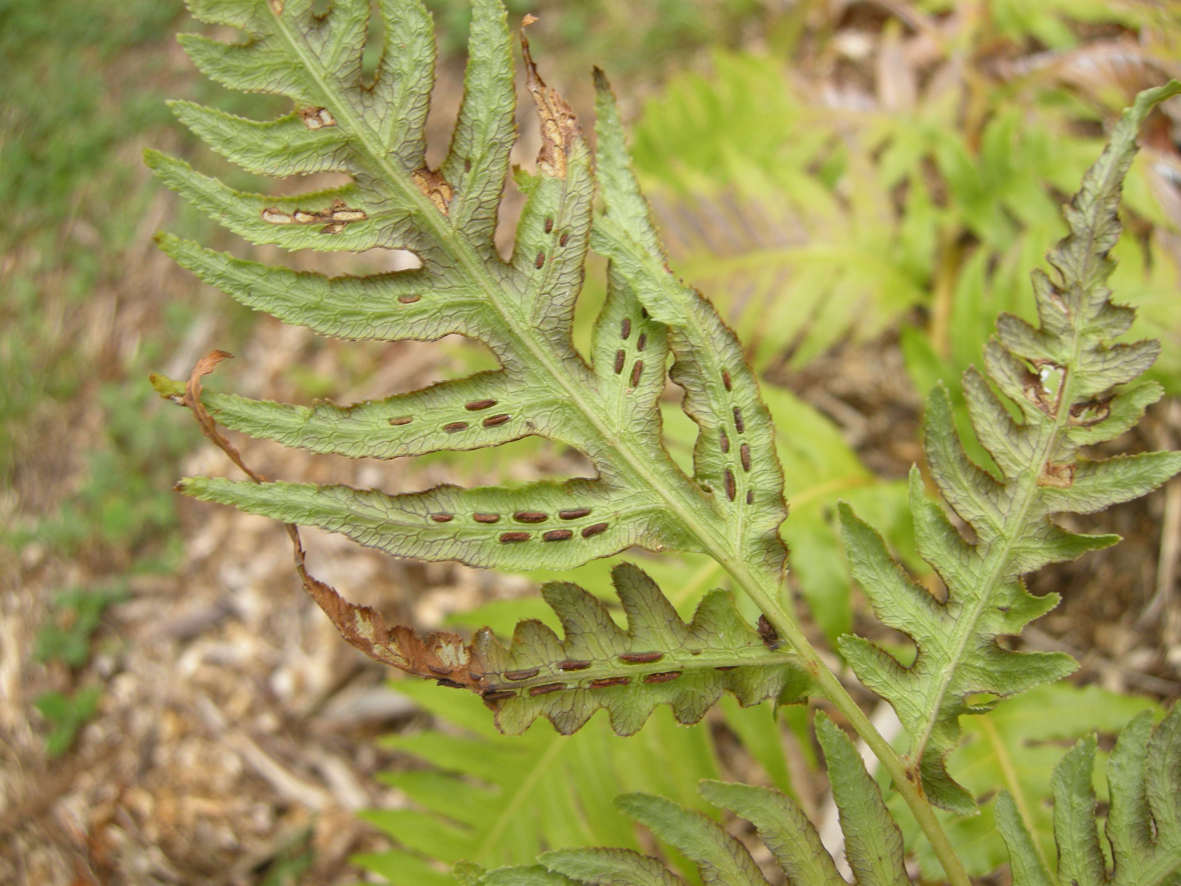 woodwardia_radicans3bd