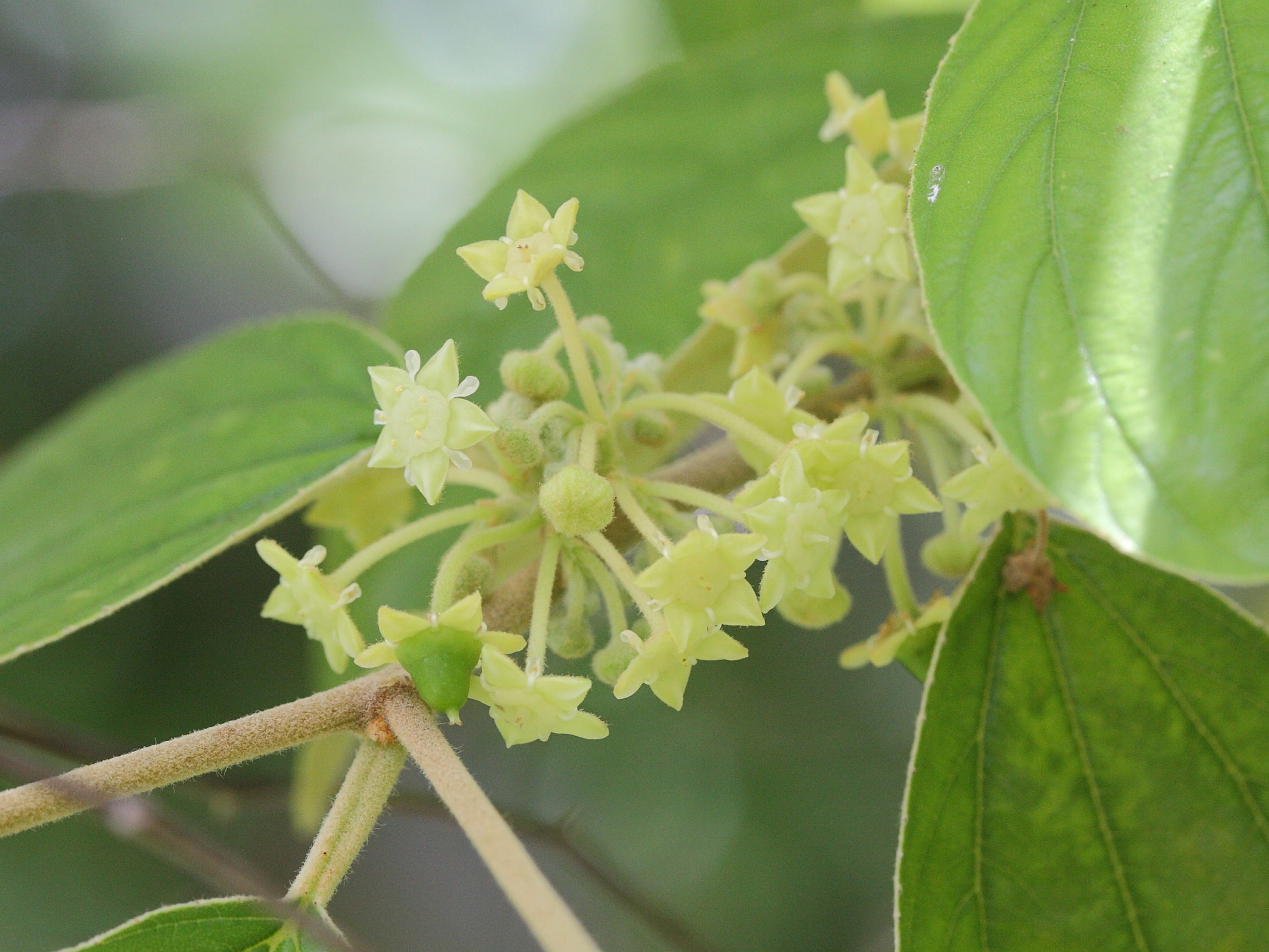 Afficher le média ziziphus_mauritiana4md ziziphus_mauritiana4md