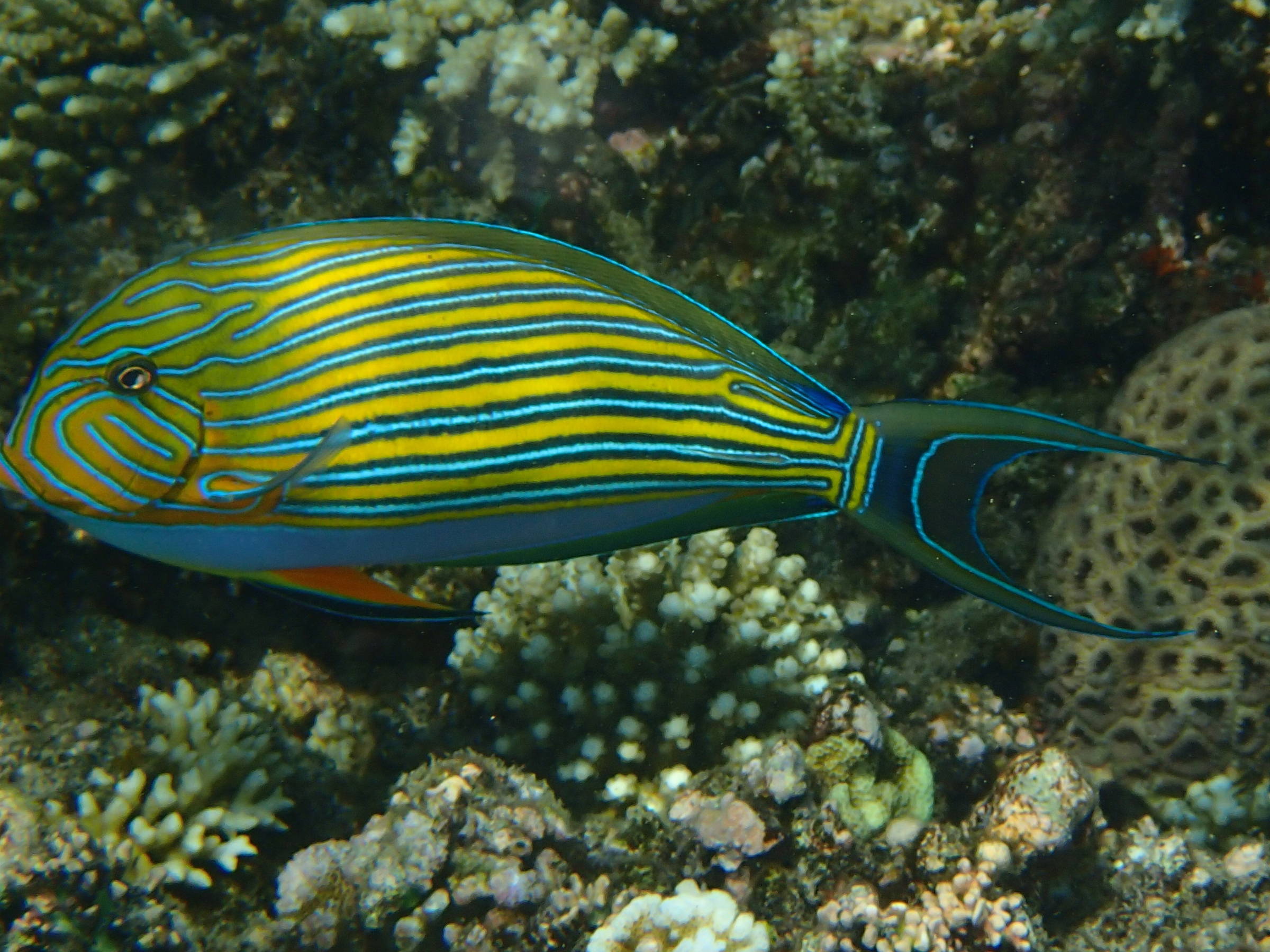 Afficher le média acanthurus_lineatus3bd acanthurus_lineatus3bd