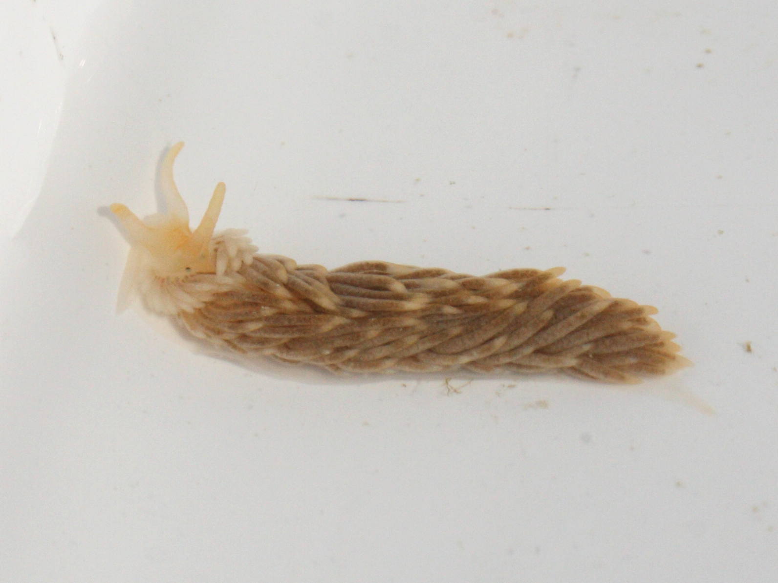 aeolidia_papillosa2md