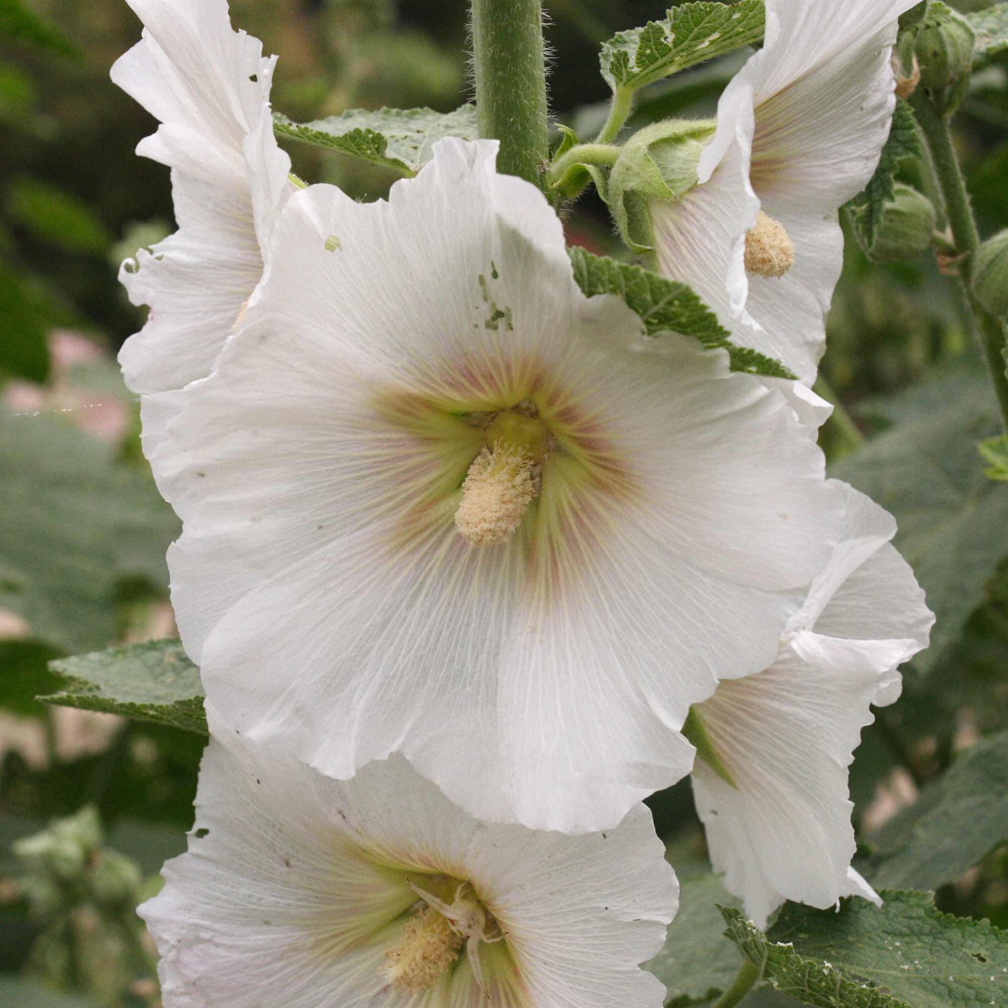 alcea_sulphurea2md
