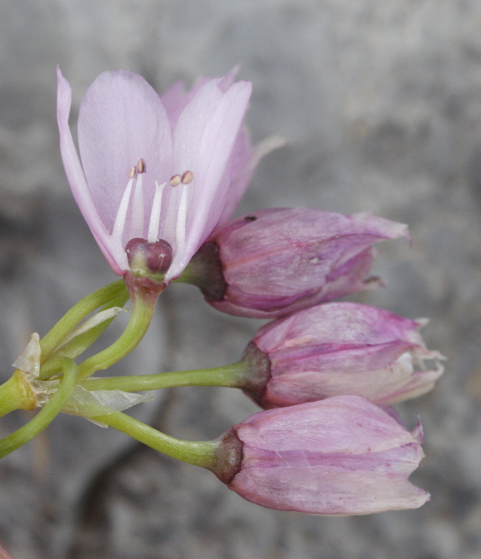 allium_narcissiflorum3md