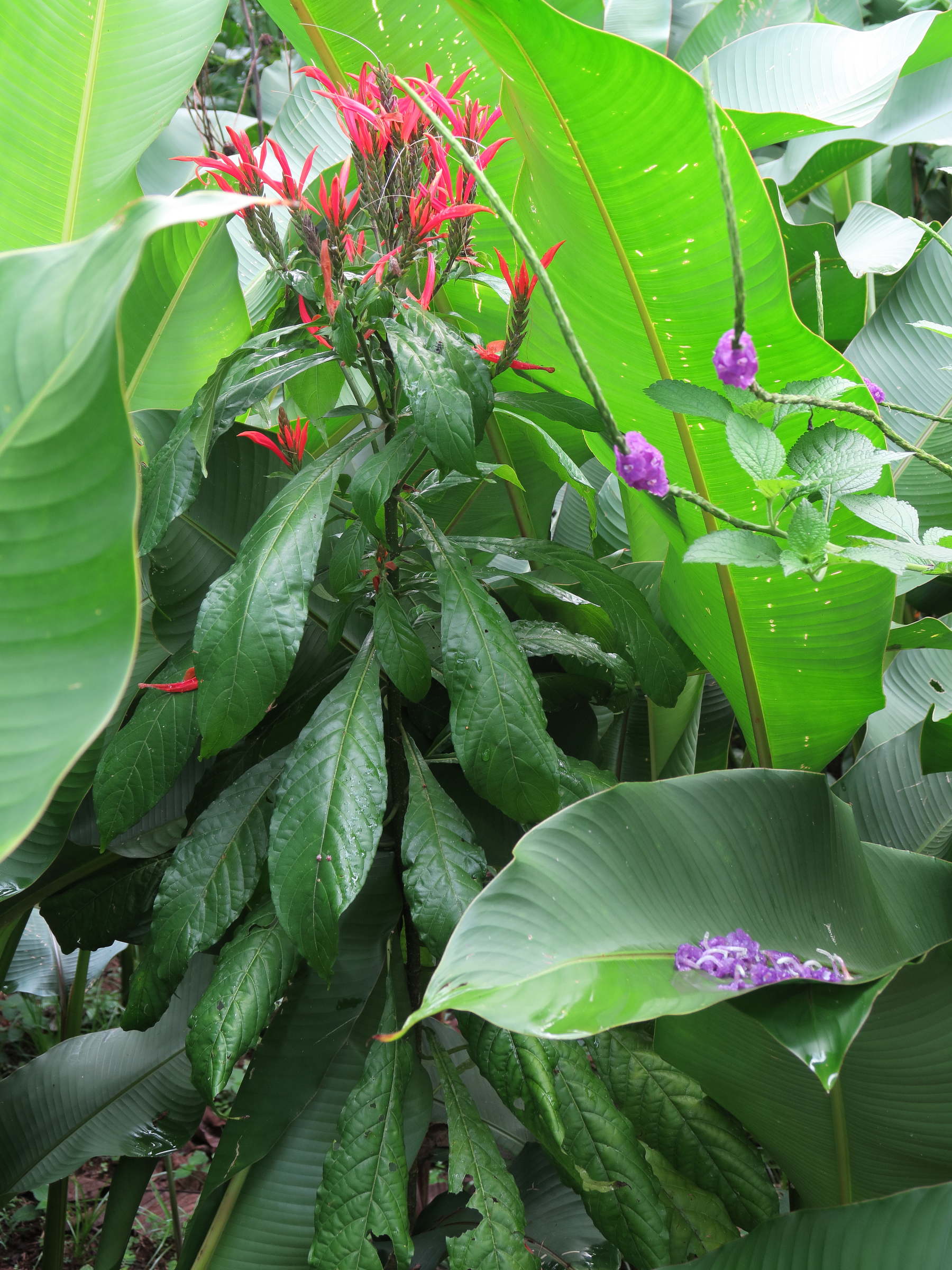 aphelandra_scabra1md