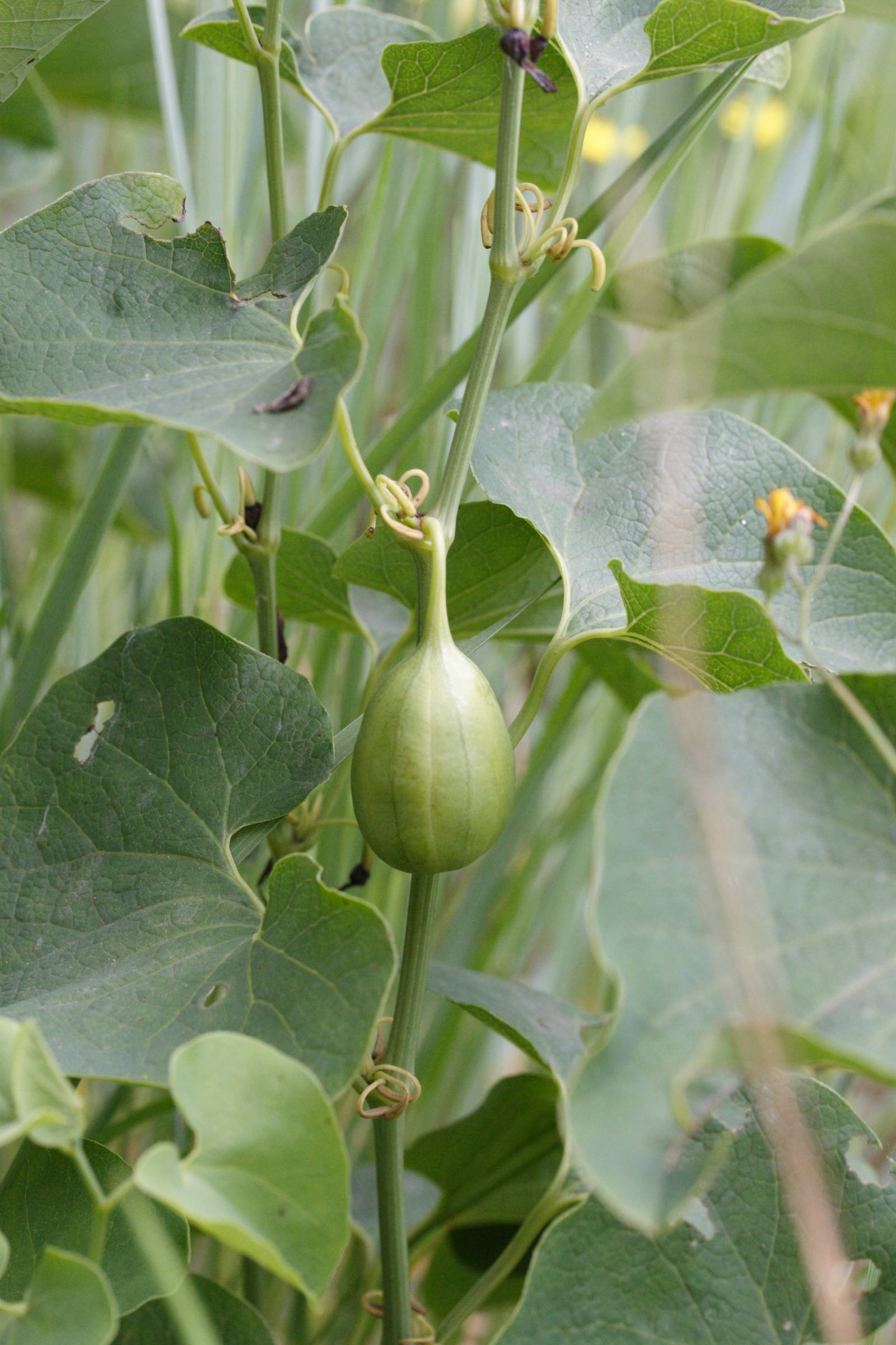 Afficher le média aristolochia_clematitis6md aristolochia_clematitis6md