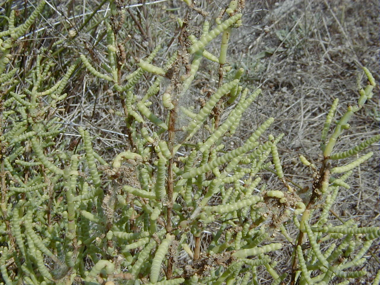 Afficher le média arthrocnemum_macrostachyum2md arthrocnemum_macrostachyum2md