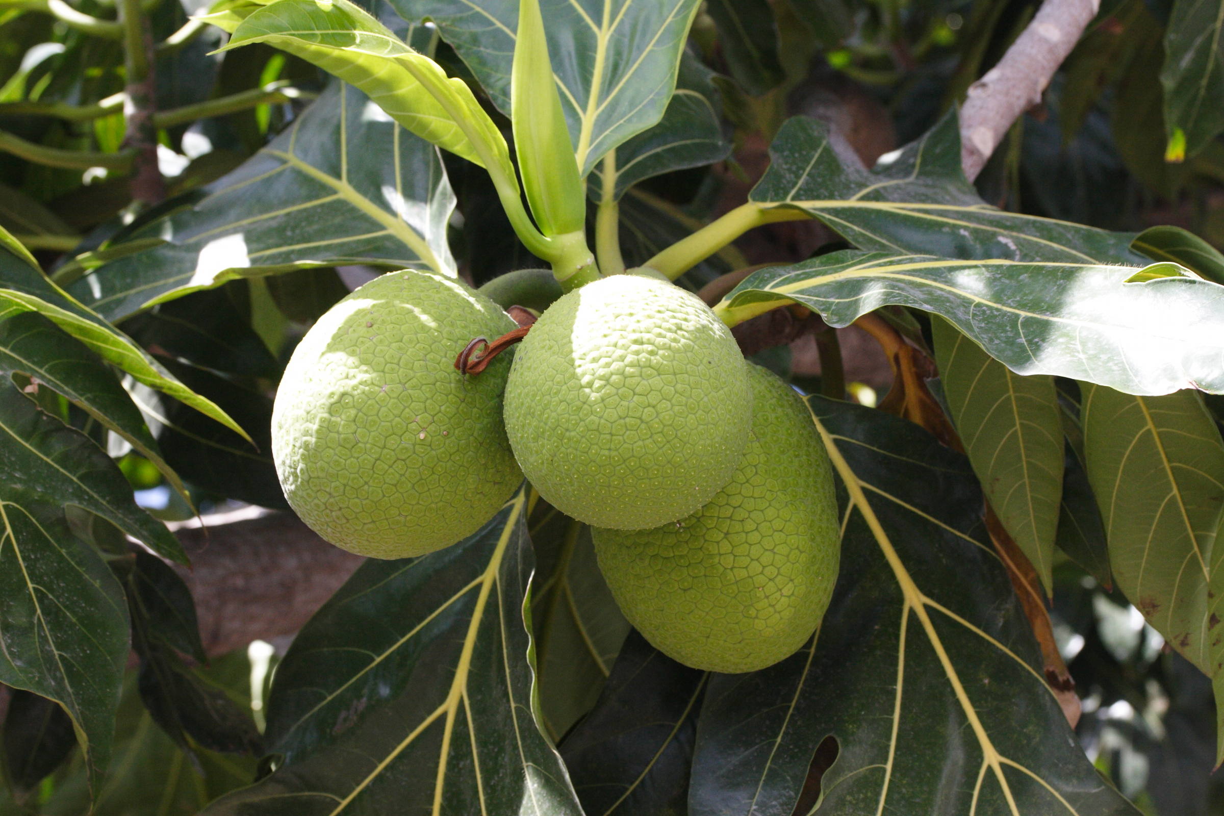 artocarpus_altilis5md