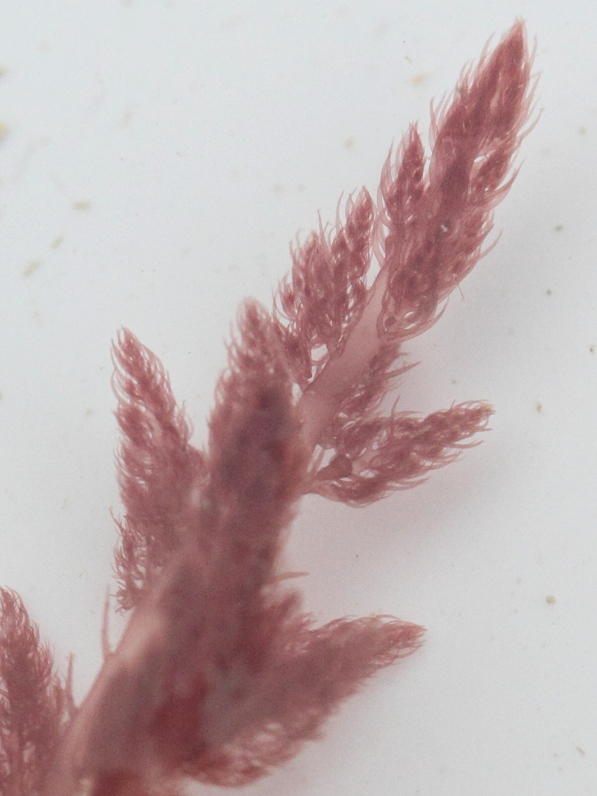 asparagopsis_armata2md