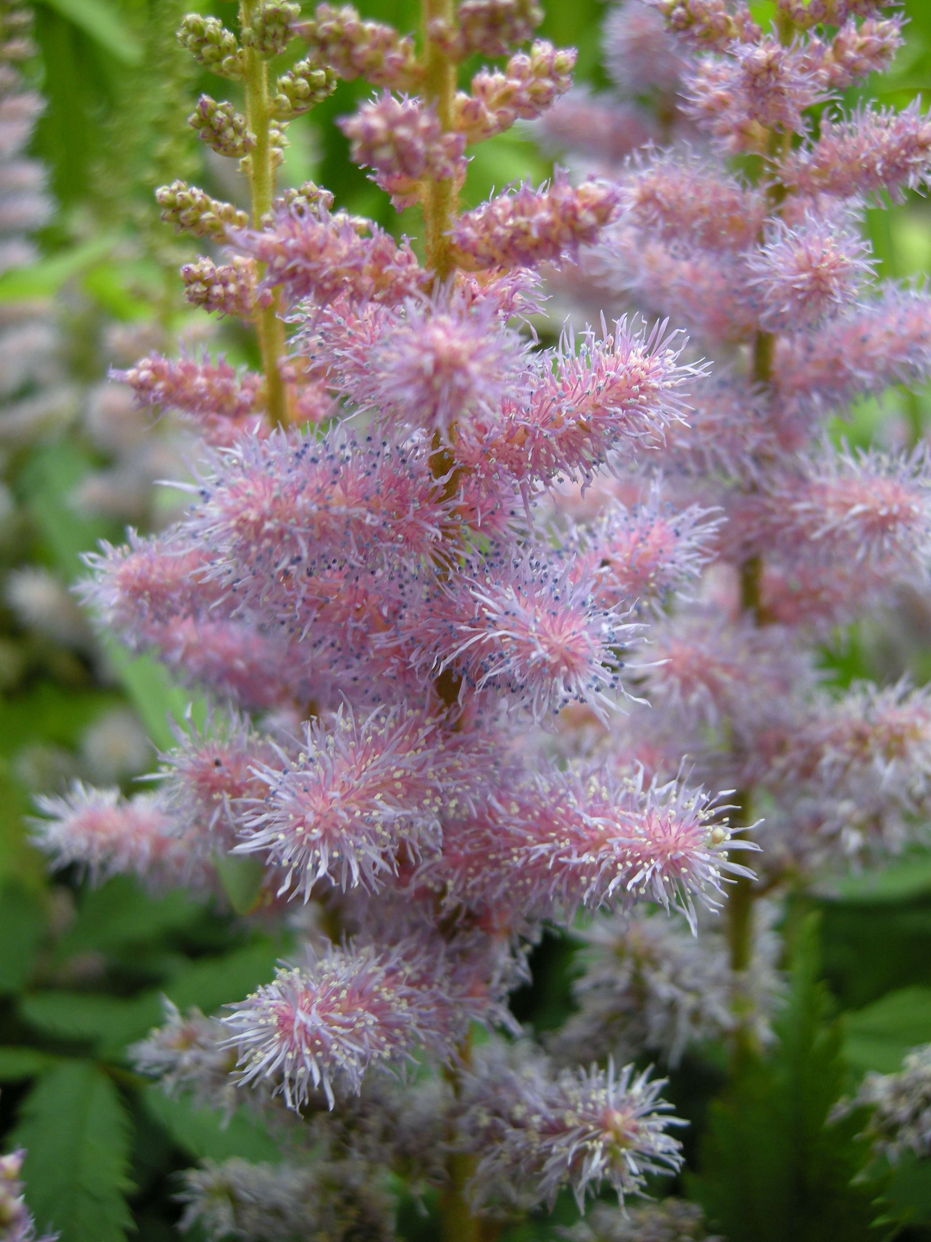 Afficher le média astilbe_rivularis2bd astilbe_rivularis2bd