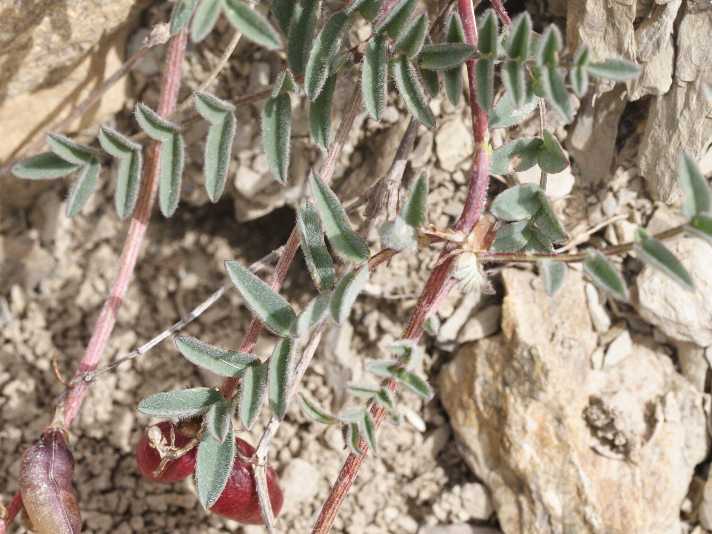 Afficher le média astragalus_australis3md astragalus_australis3md