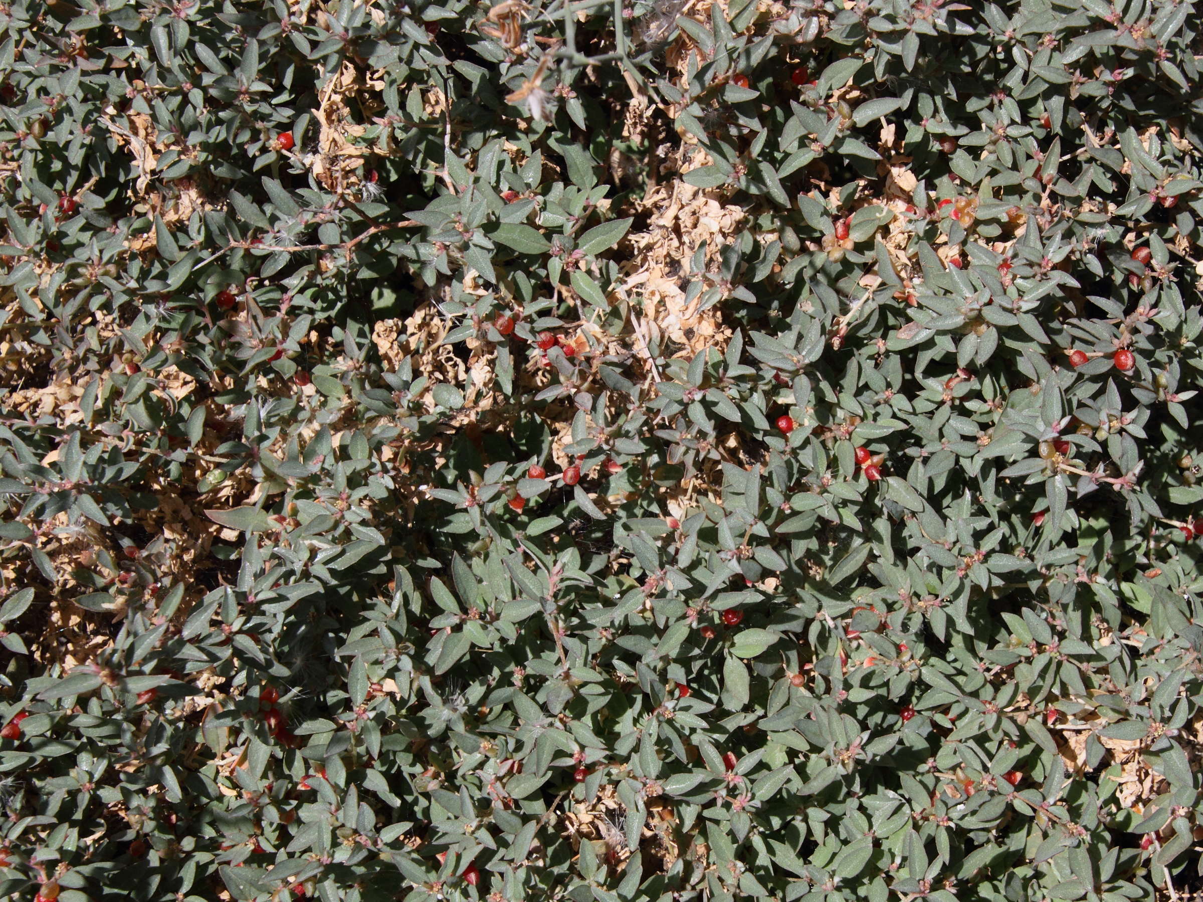 atriplex_semibaccata3md