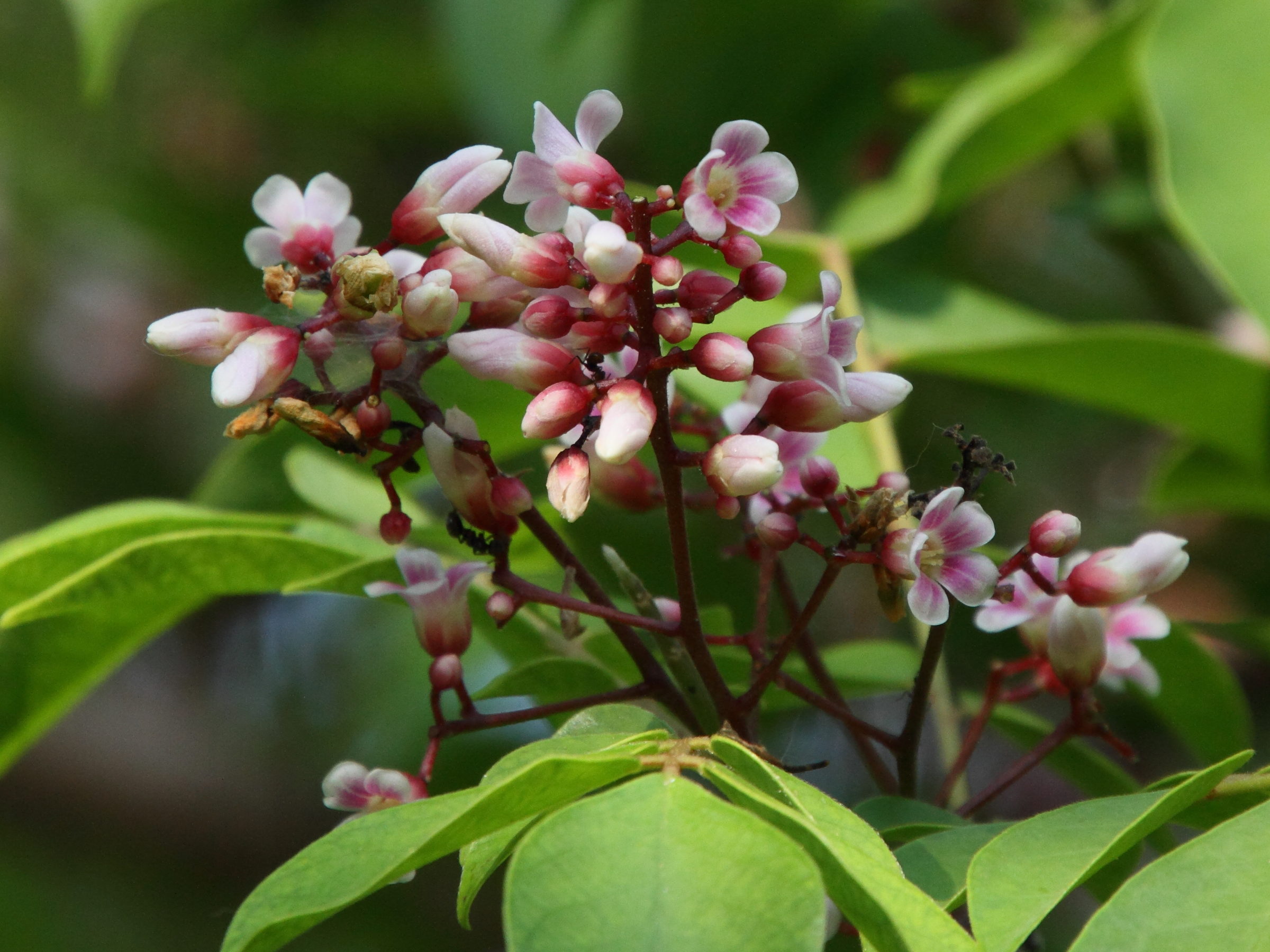 averrhoa_carambola9md