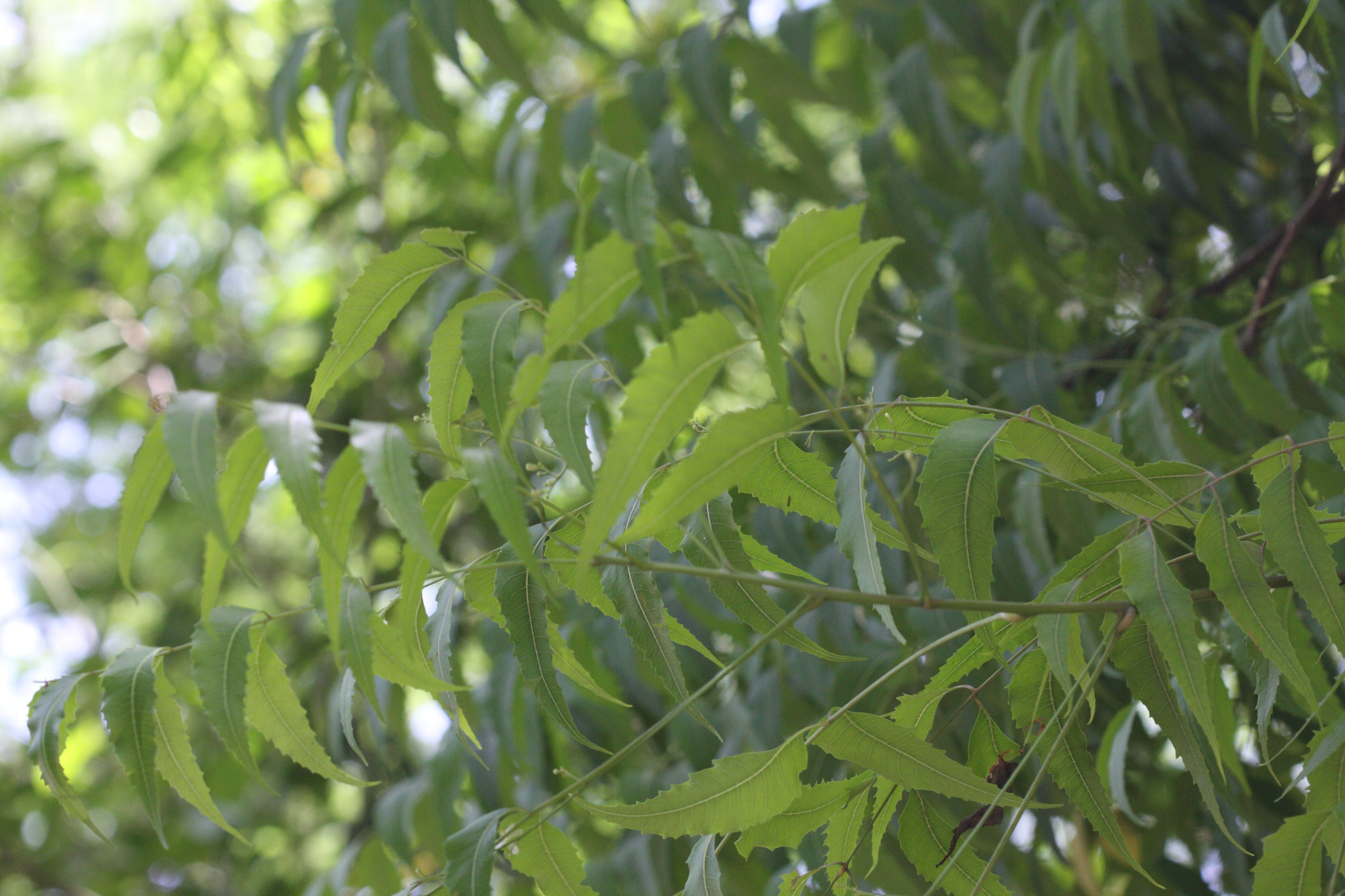 Afficher le média azadirachta_indica3md azadirachta_indica3md