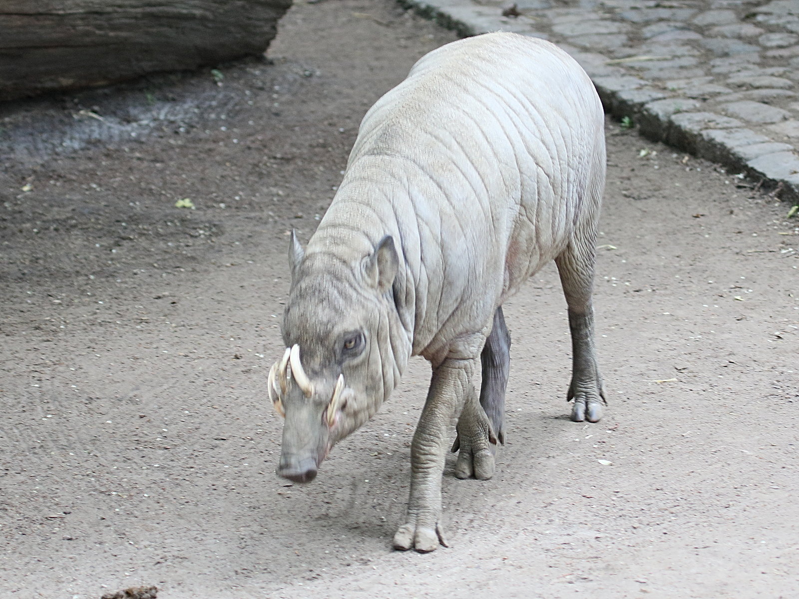 babyrousa_babyrussa2bd