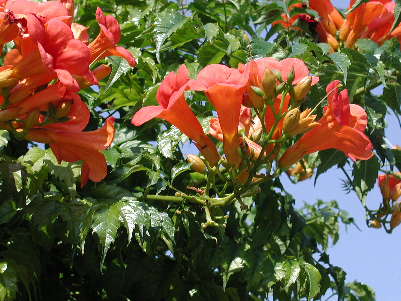 Afficher le média bignonia_grandiflora2md bignonia_grandiflora2md